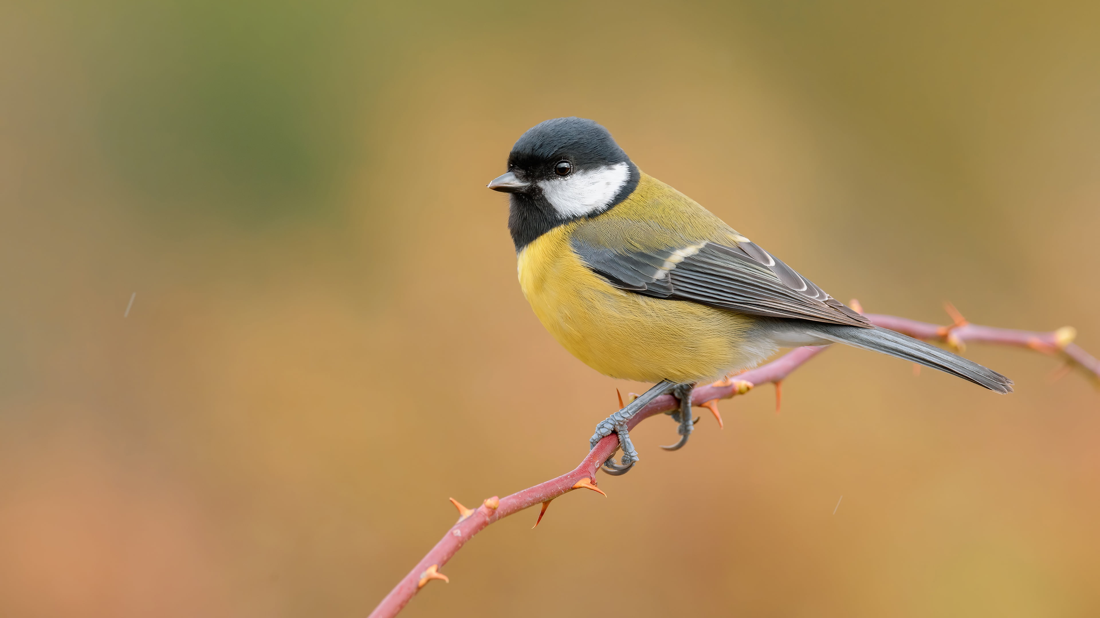 4K, tit, yellow background, bird, branch, HD Wallpaper
