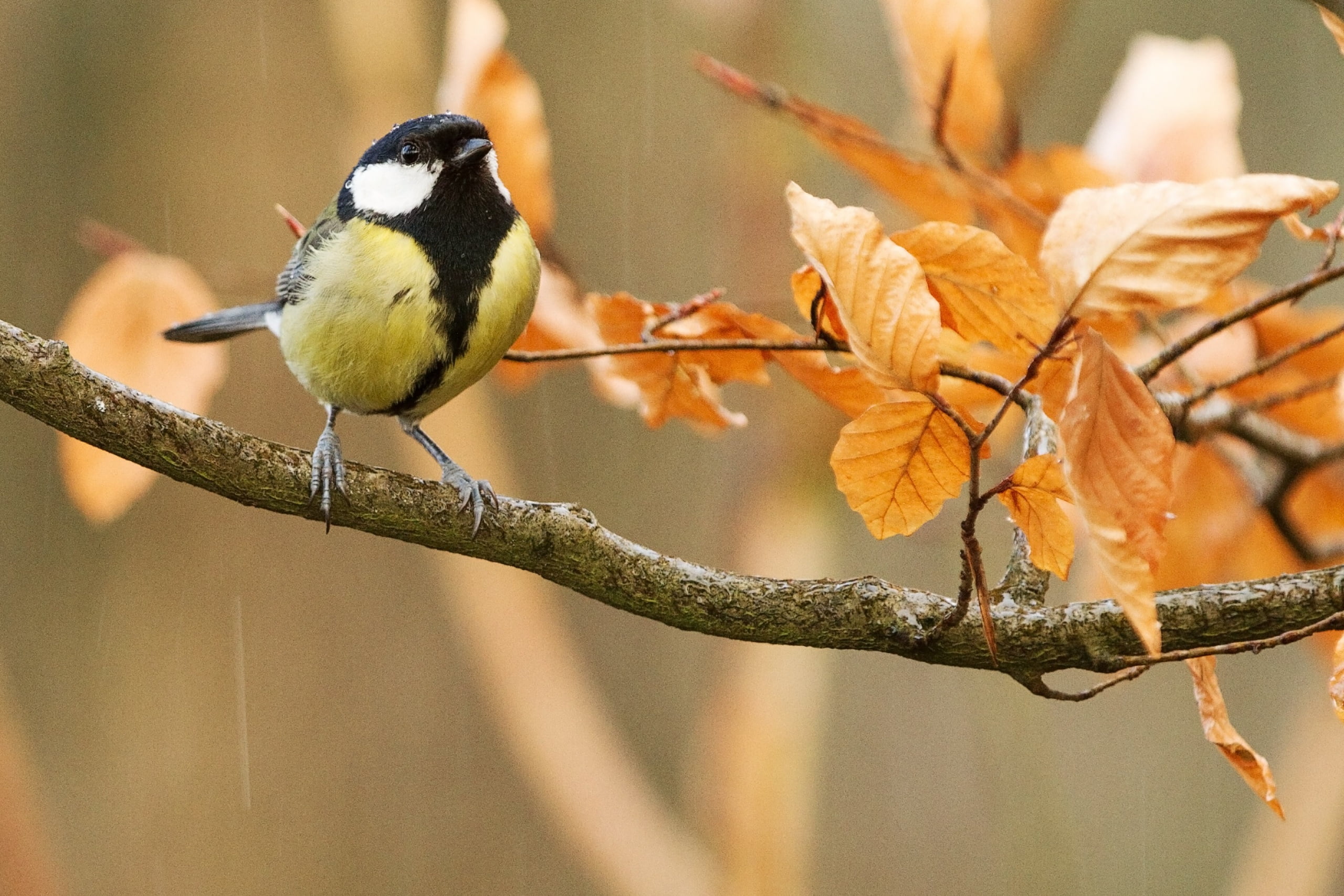 2K, branch, tit, bird, rain, leaves, nature, autumn, HD Wallpaper