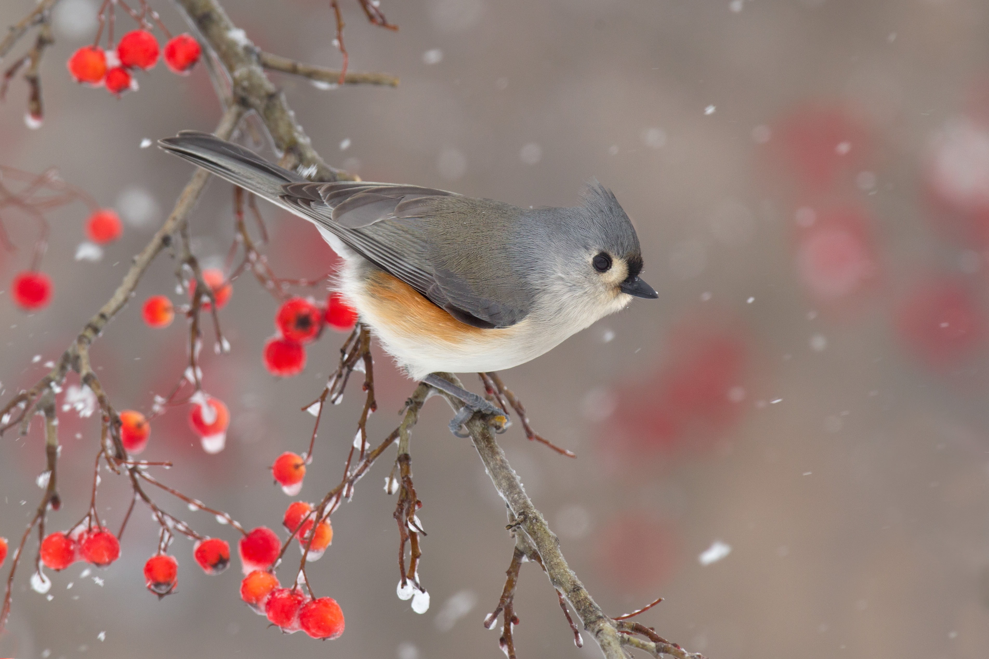 berries, snow, bird, crested tit, 2K, branch, bokeh, winter, nature, HD Wallpaper