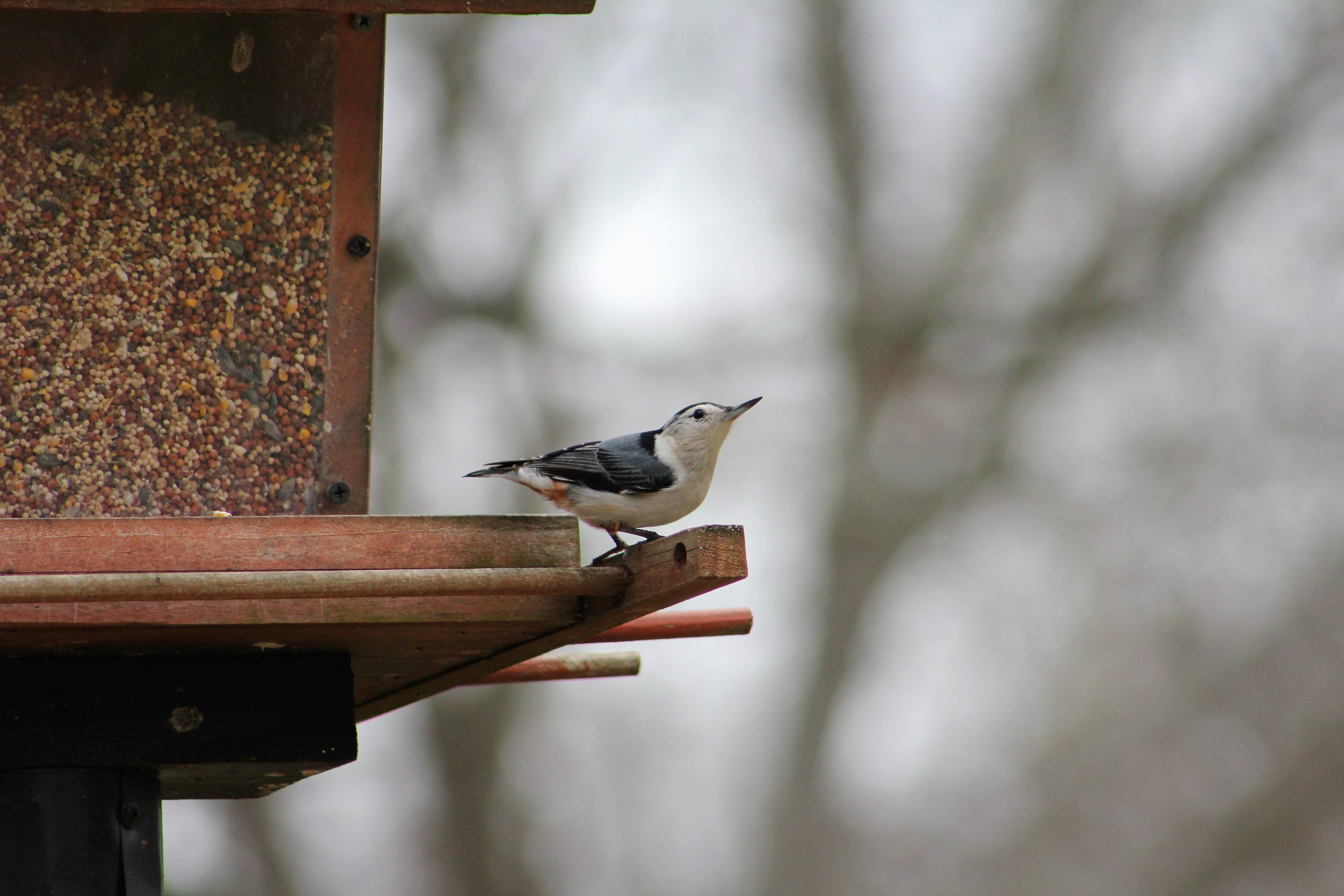 wood - material, white-breasted nuthatch, day, one animal, songbird, animals in the wild, no people, outdoors, perching, full length, great tit, close-up, HD Wallpaper