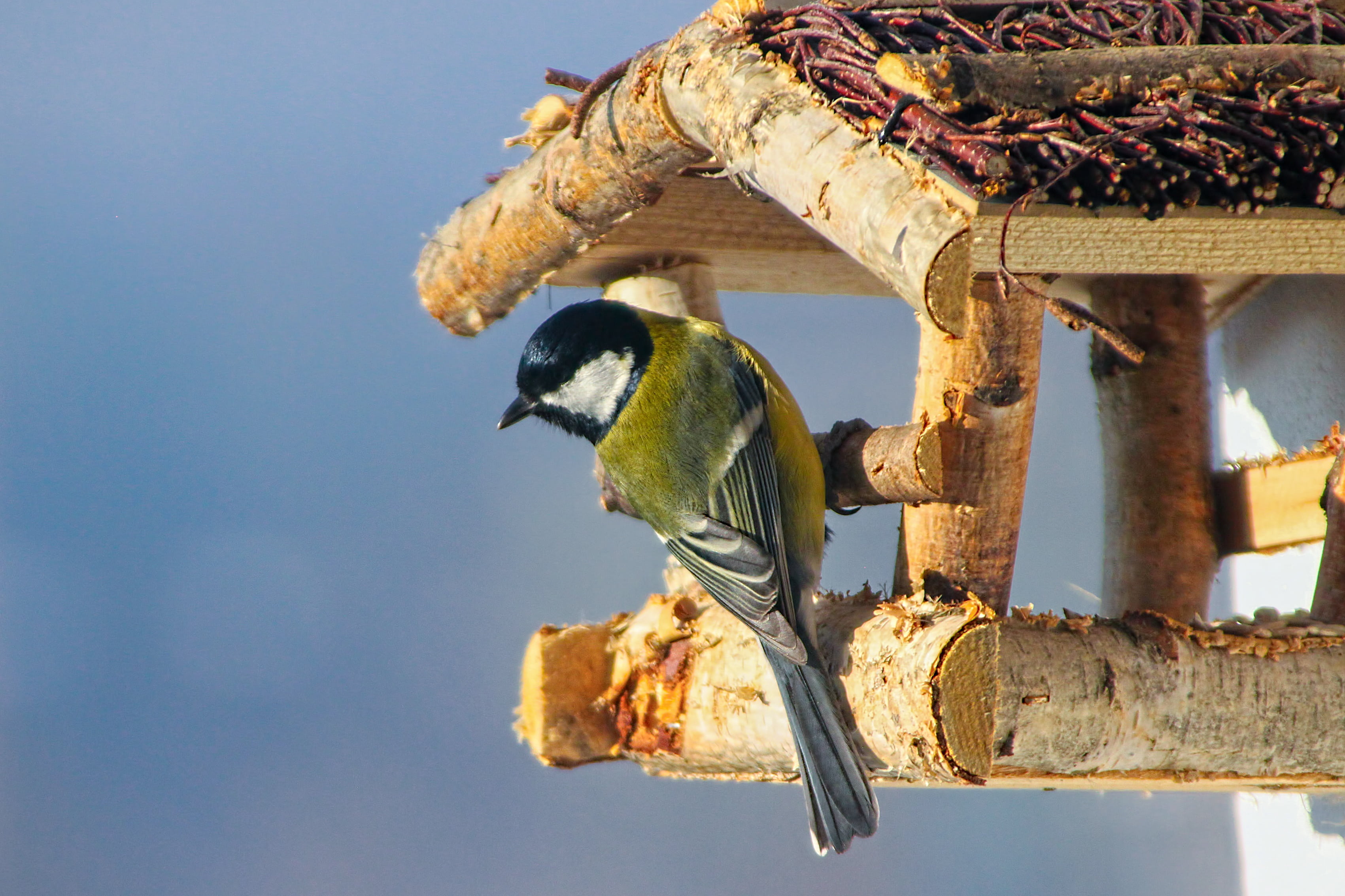 animals in the wild, outdoors, one animal, vertebrate, sky, animal wildlife, day, 2K, birds, low angle view, tit bielolíca, bird, bird feeder, great tit, HD Wallpaper