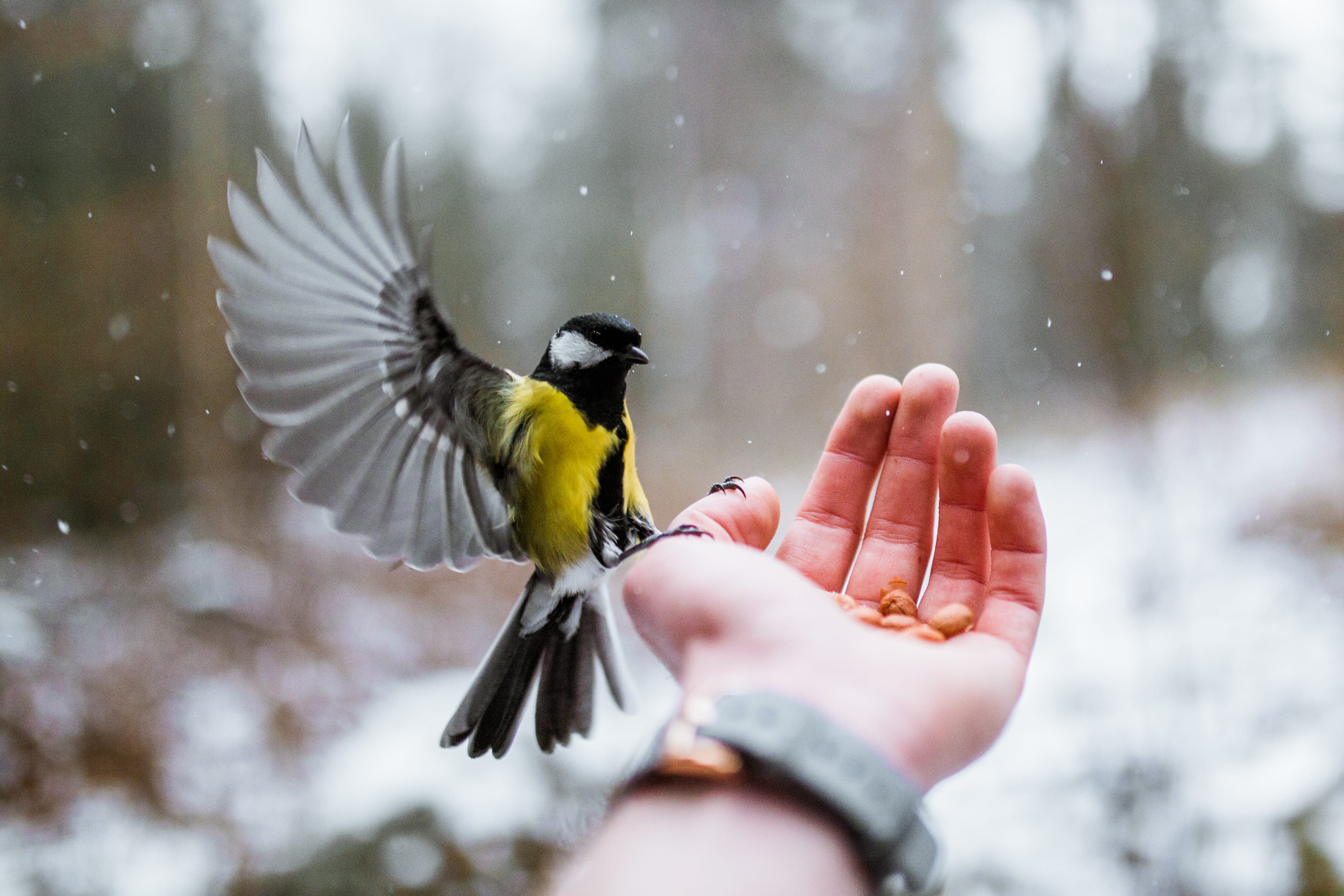 woodland, yellow, hand, cold - Temperature, flight, snowing, at one with nature, winter, great tit, cute, gray, holding, snowfall, wing, snow, day, nature, HD Wallpaper