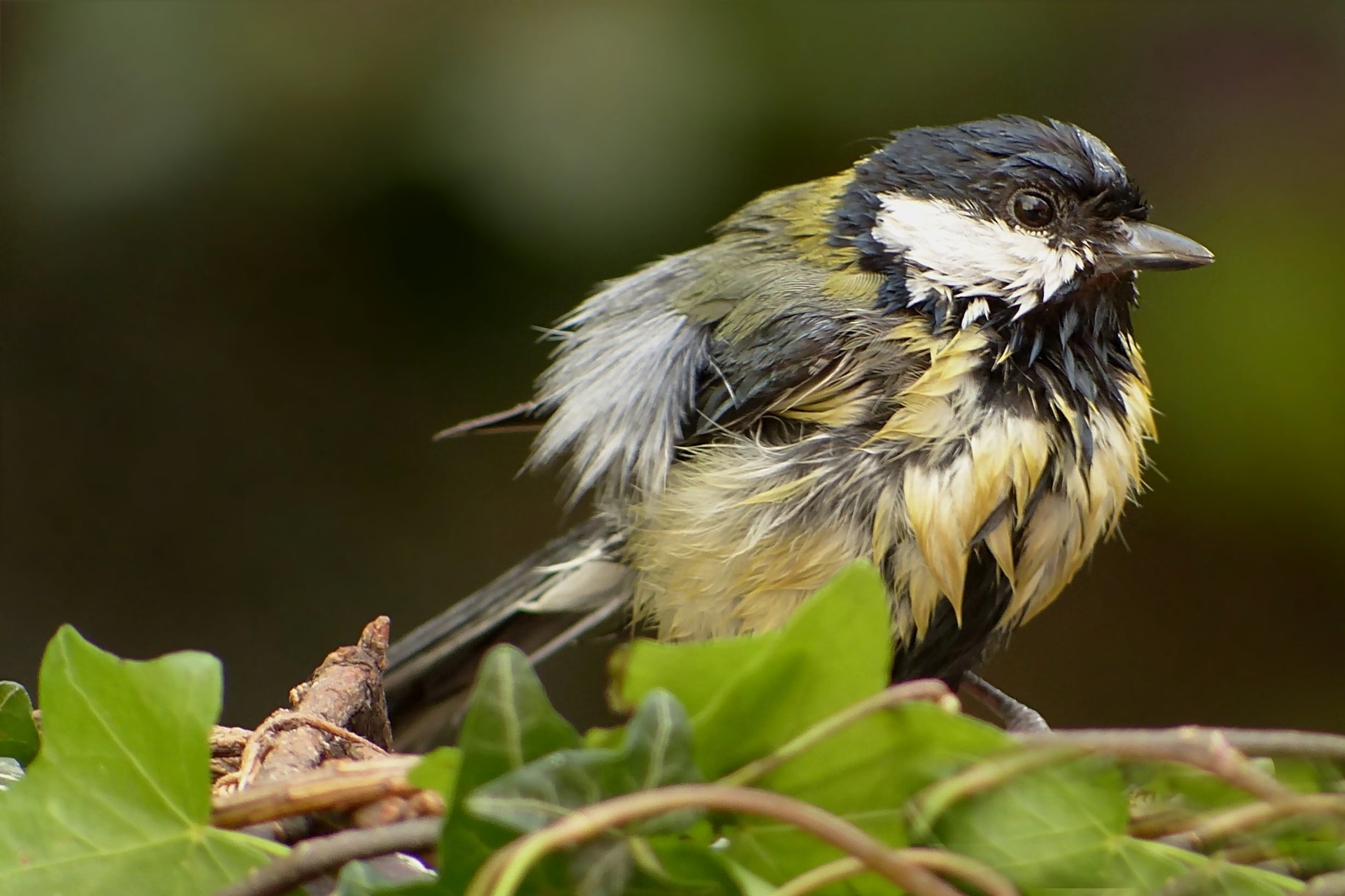 small, vertebrate, garden, bird, animal, one animal, animal wildlife, branch, leaf, perching, beauty in nature, 1080P, young, no people, tit, plant, close-up, HD Wallpaper