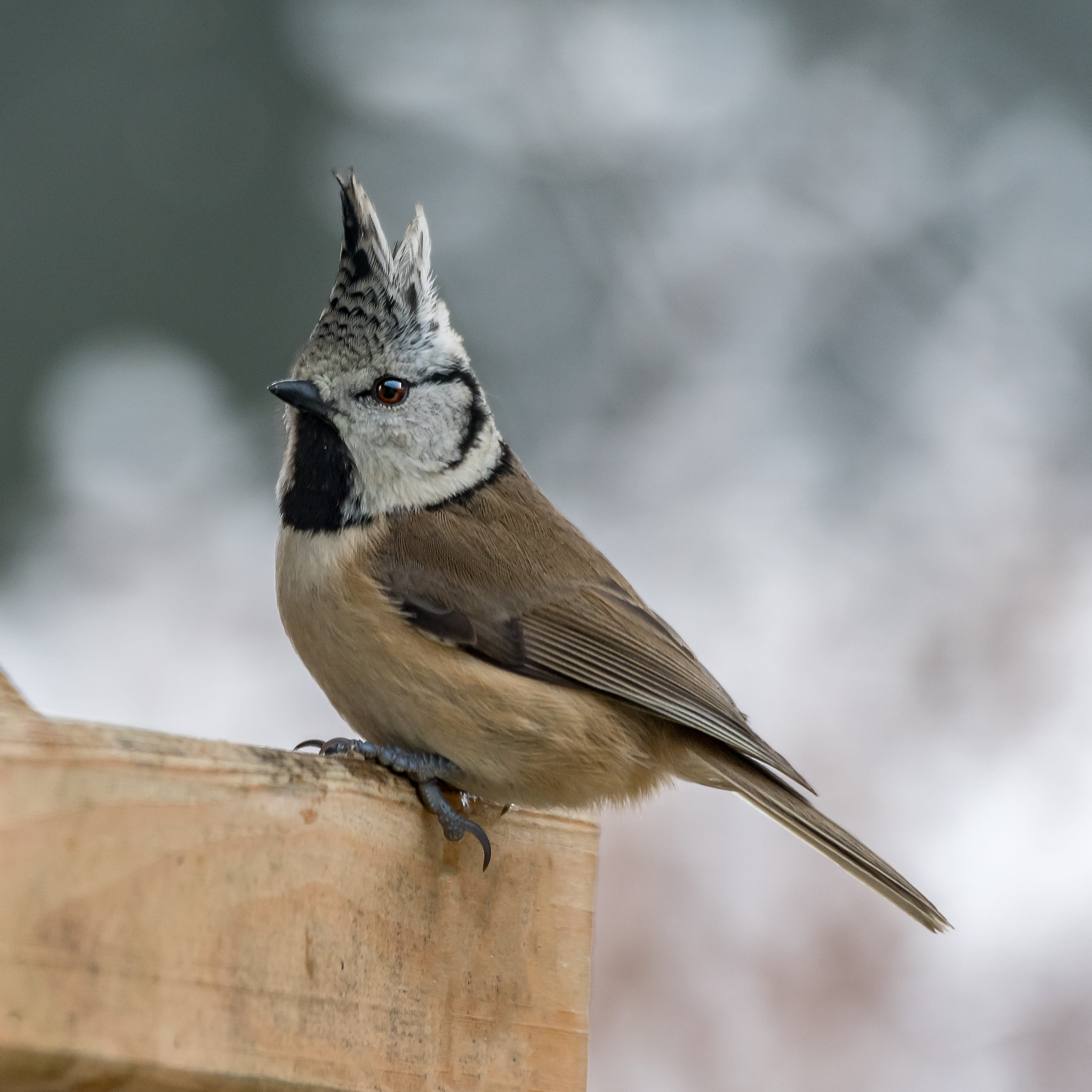 close-up, outdoors, one animal, vertebrate, animal, boundary, focus on foreground, barrier, perching, no people, animal themes, day, perched, wood - material, Phone HD Wallpaper