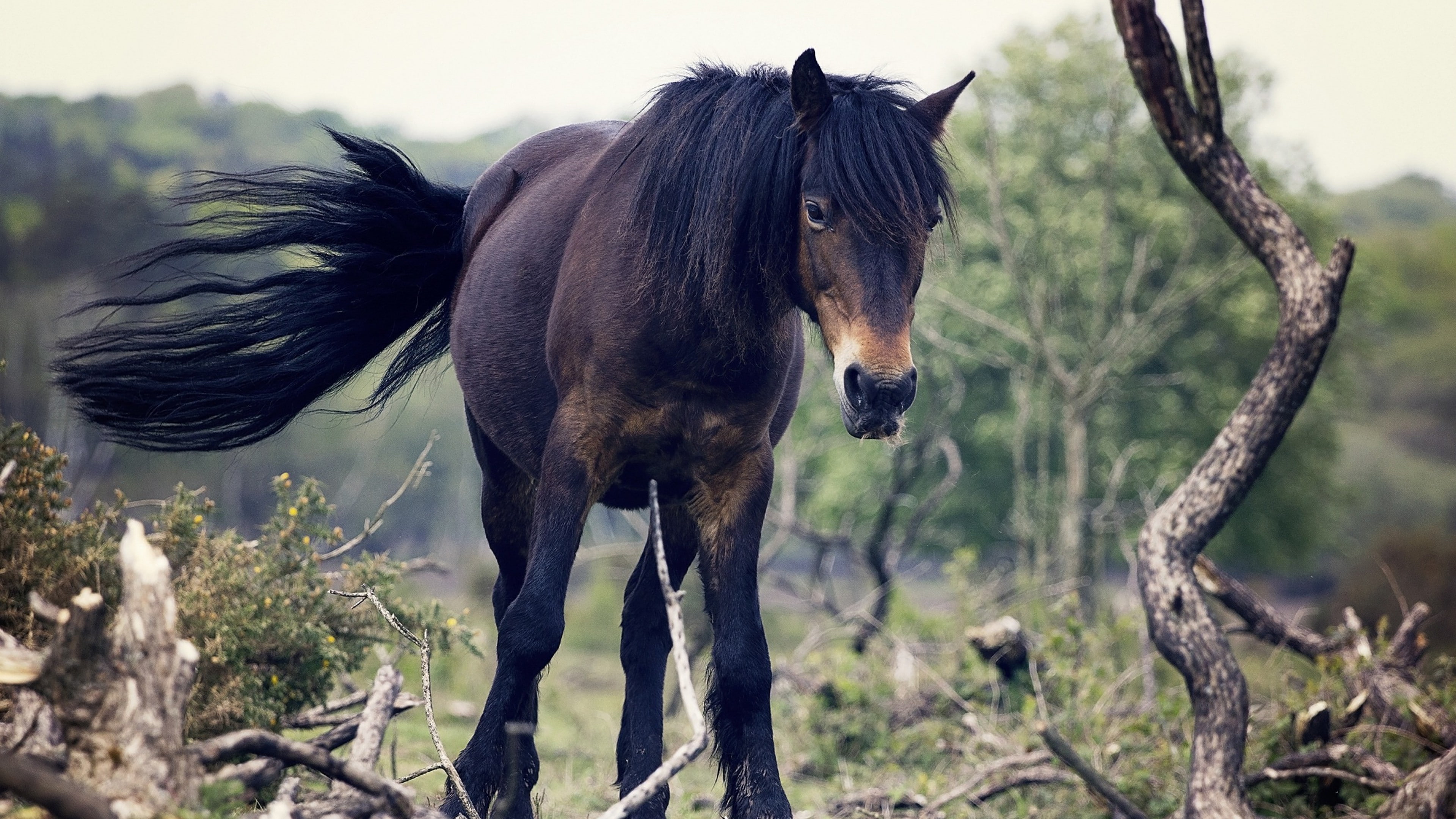 field, domestic animals, animal themes, outdoors, no people, mammal, animal wildlife, nature, herbivorous, landscape, long-tailed tit, icelandic horses, HD Wallpaper