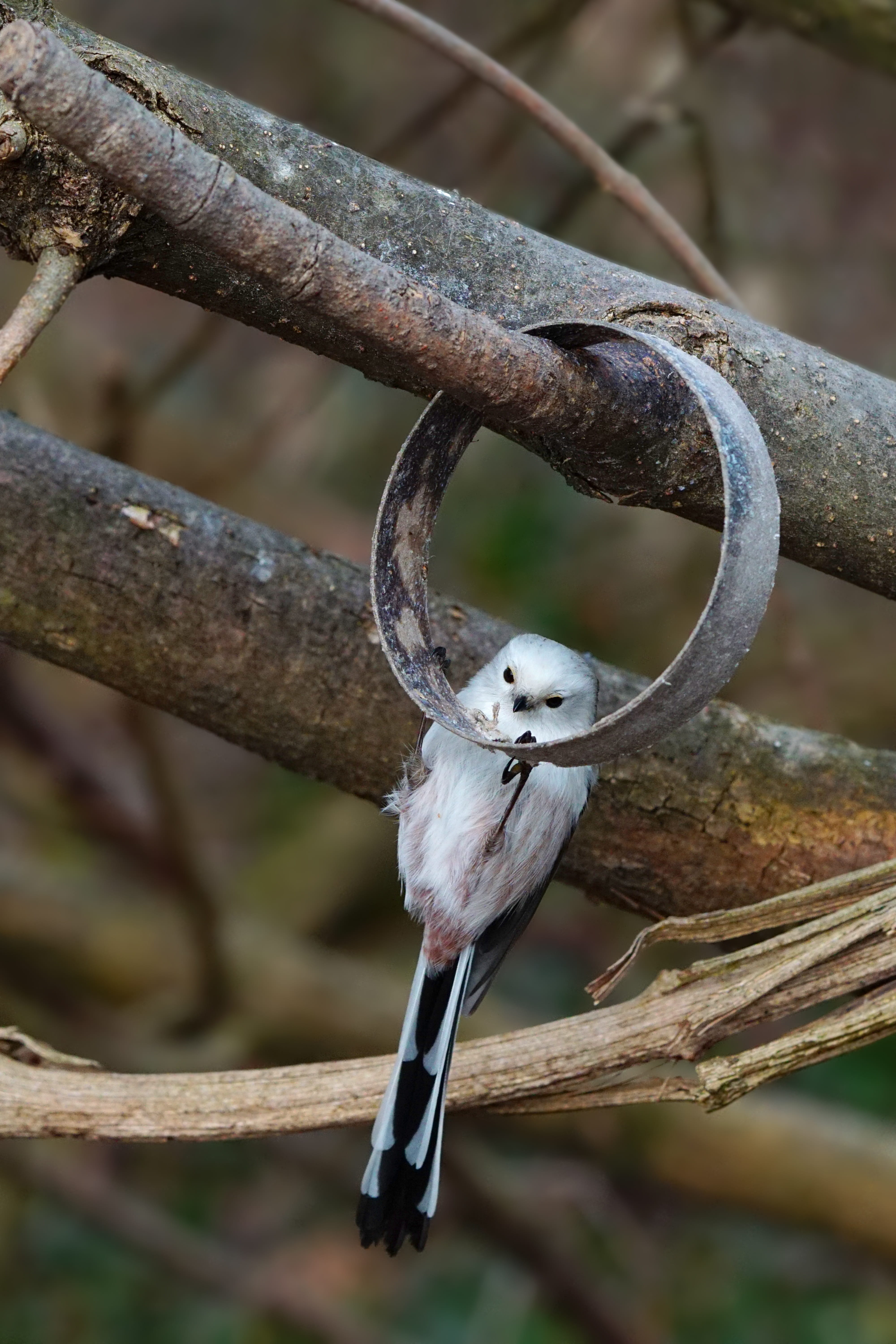 bird feeder, animal world, branch, animal wildlife, nature, 5K, perching, plant, metal, tree, vertebrate, bird, animals in the wild, no people, animal, Phone HD Wallpaper