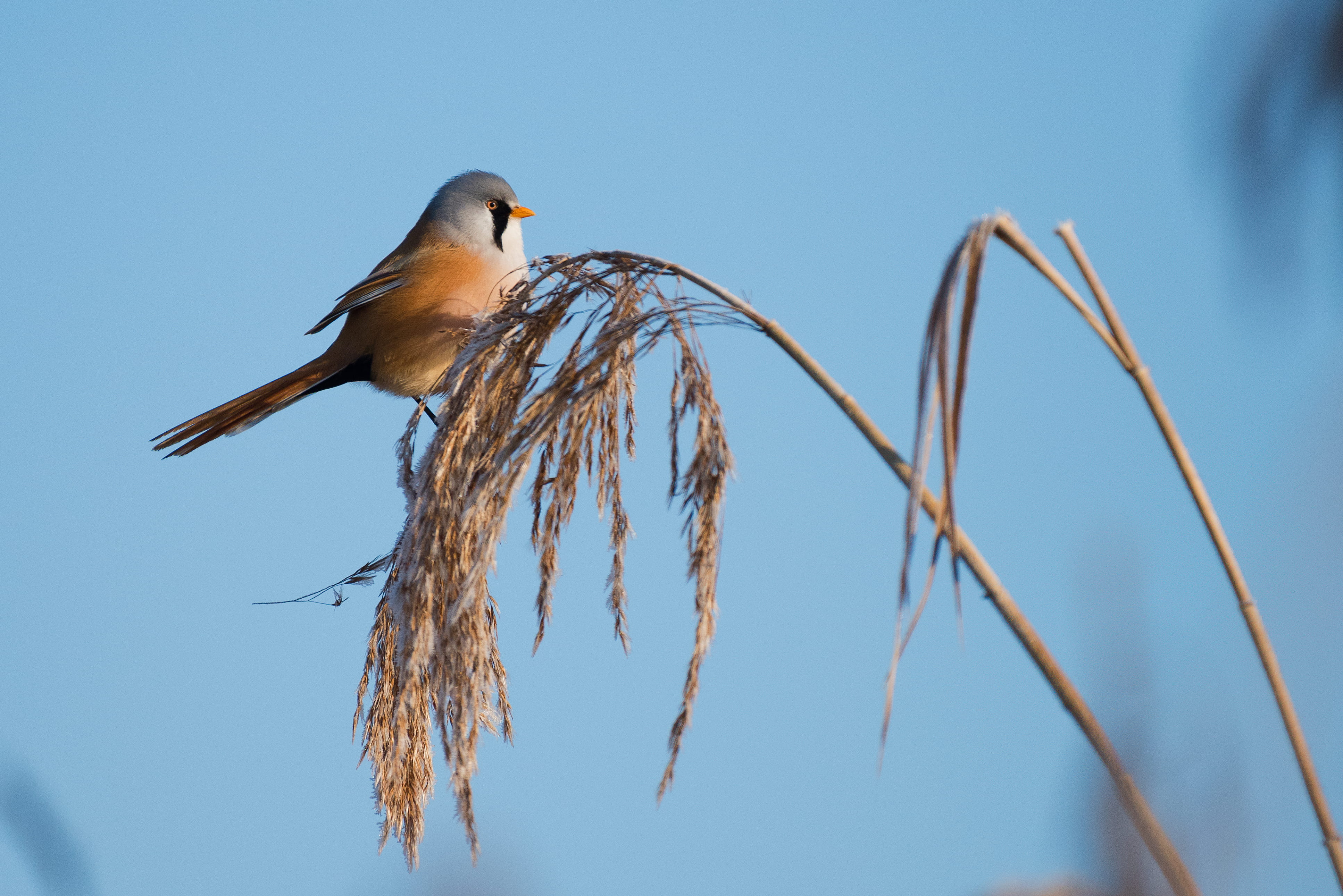 no people, oostvaardersplassen, focus on foreground, one animal, blue, clear sky, vertebrate, animals in the wild, perching, lelystad, close-up, bird, landscape, HD Wallpaper