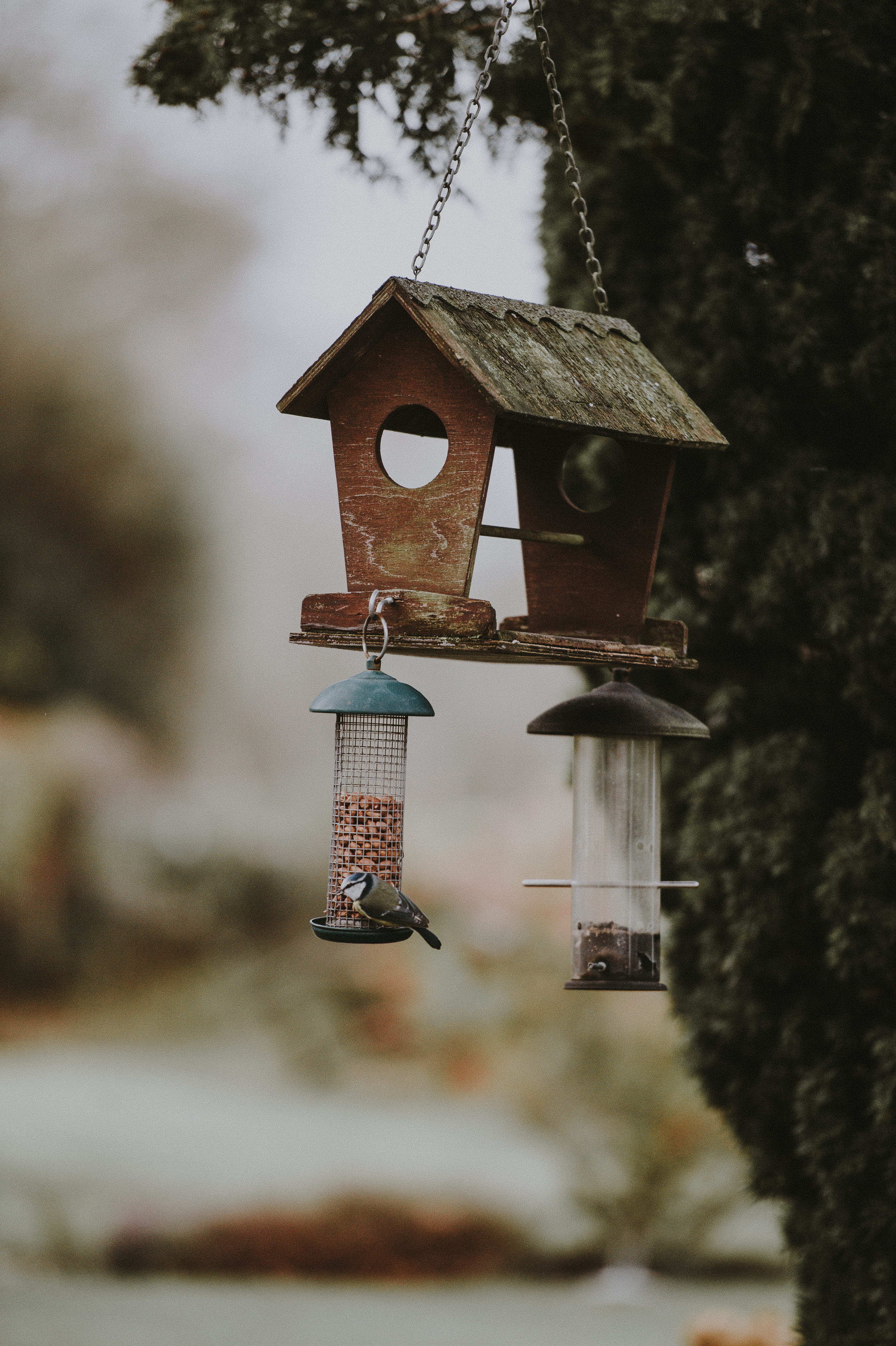 nuts, bird feeder, no people, selective, nature, belief, bell, animal, bluetit, wood - material, focus on foreground, animal themes, bird, religion, bird box, Phone HD Wallpaper