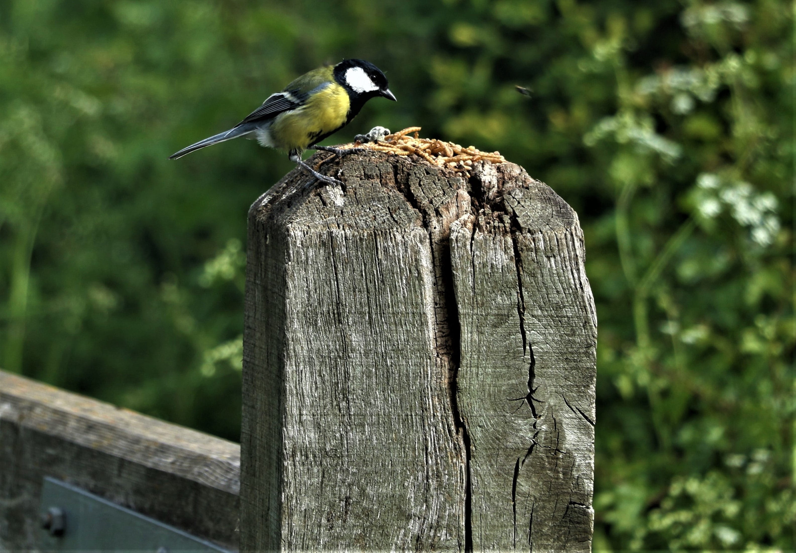 vertebrate, nature, 2K, outdoors, bird, focus on foreground, day, tit, beak, standing, post, small, no people, garden, close-up, animal wildlife, wood - material, HD Wallpaper