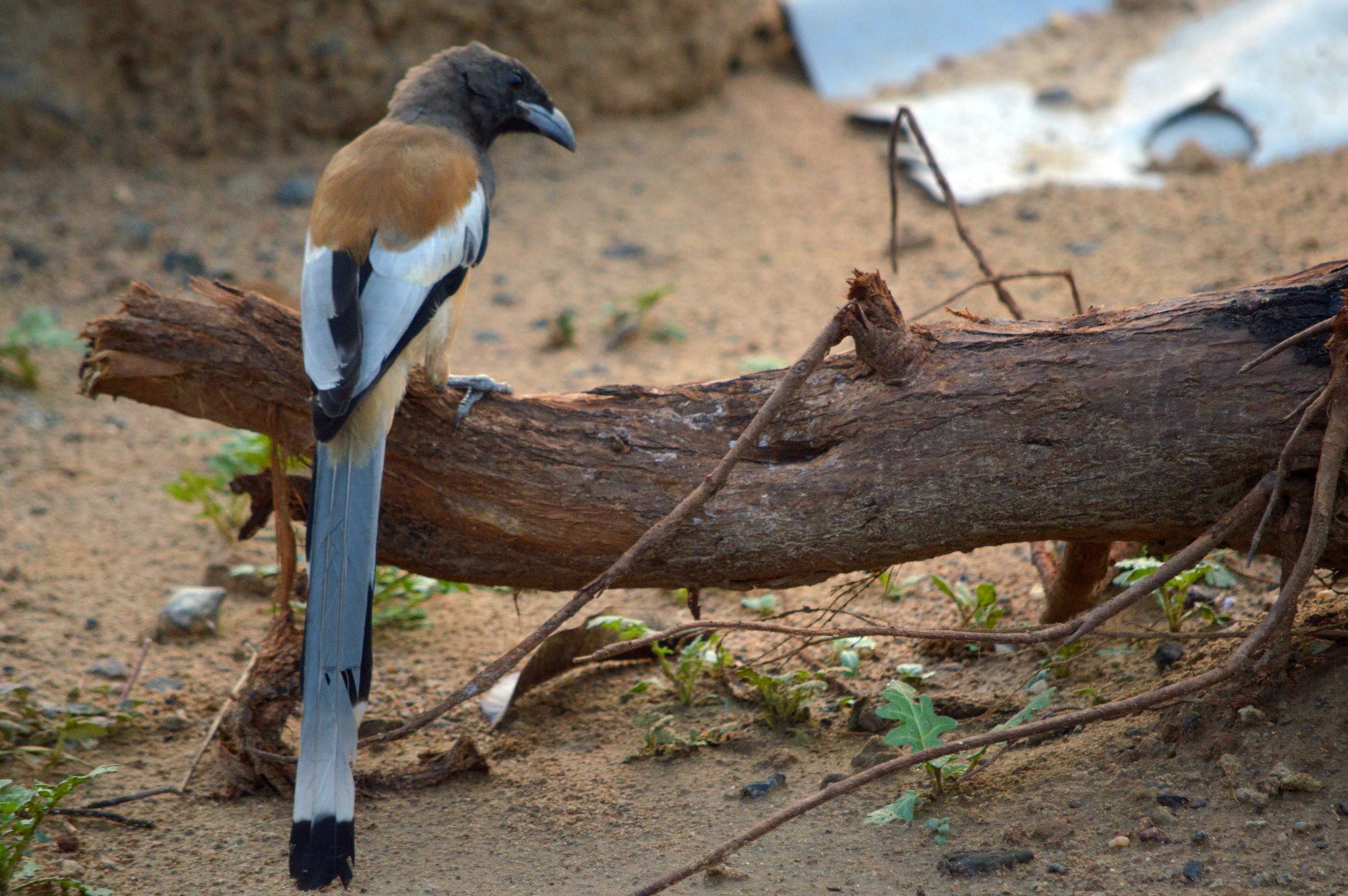 4K, driftwood, land, day, looking, focus on foreground, gujarat bird, animals in the wild, one animal, animal, plant, indian bird, perching, outdoors, HD Wallpaper