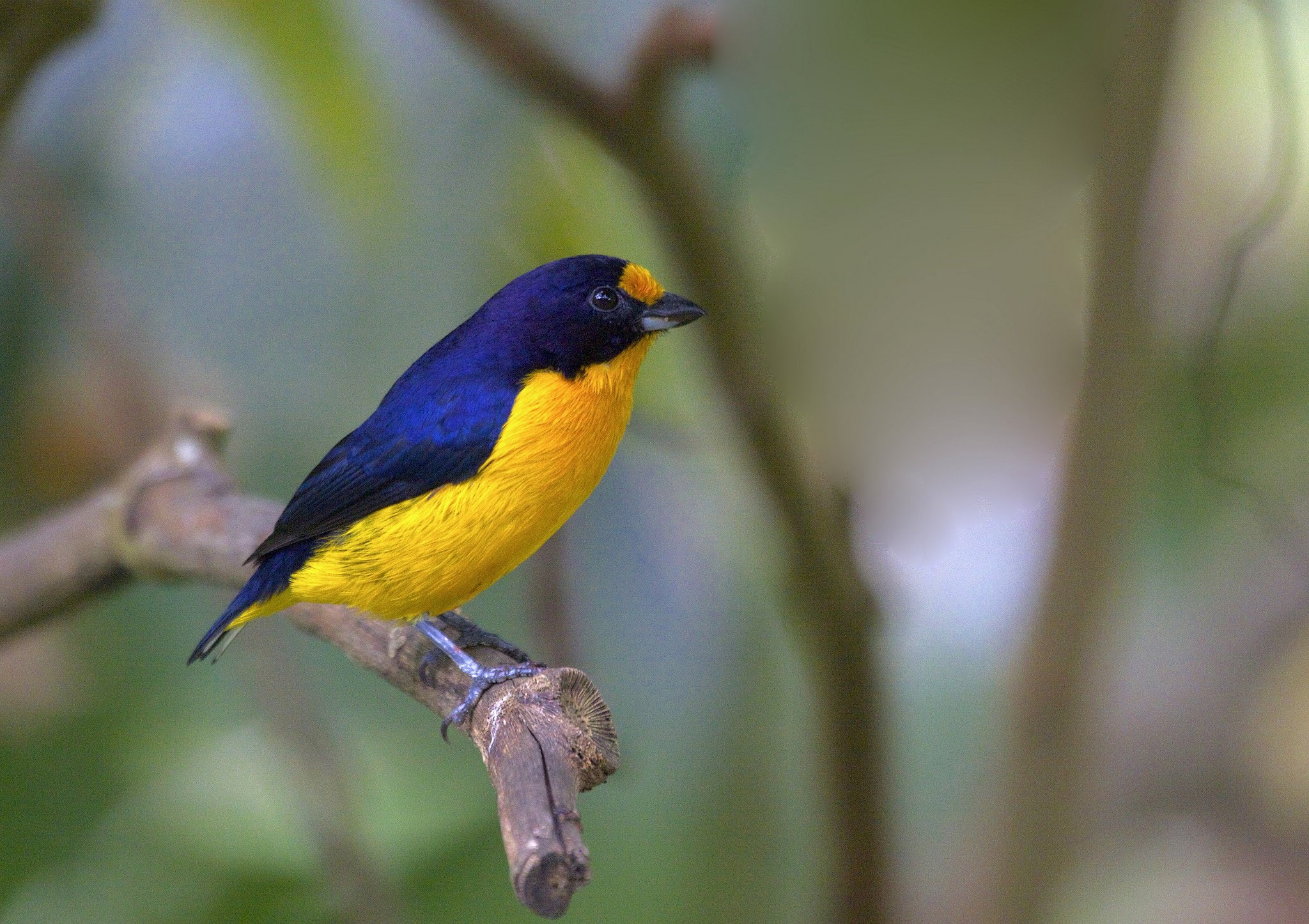 perching, branch, beauty in nature, Euphonia, outdoors, animals in the wild, vertebrate, one animal, focus on foreground, bird, nature, great tit, violaceous, HD Wallpaper