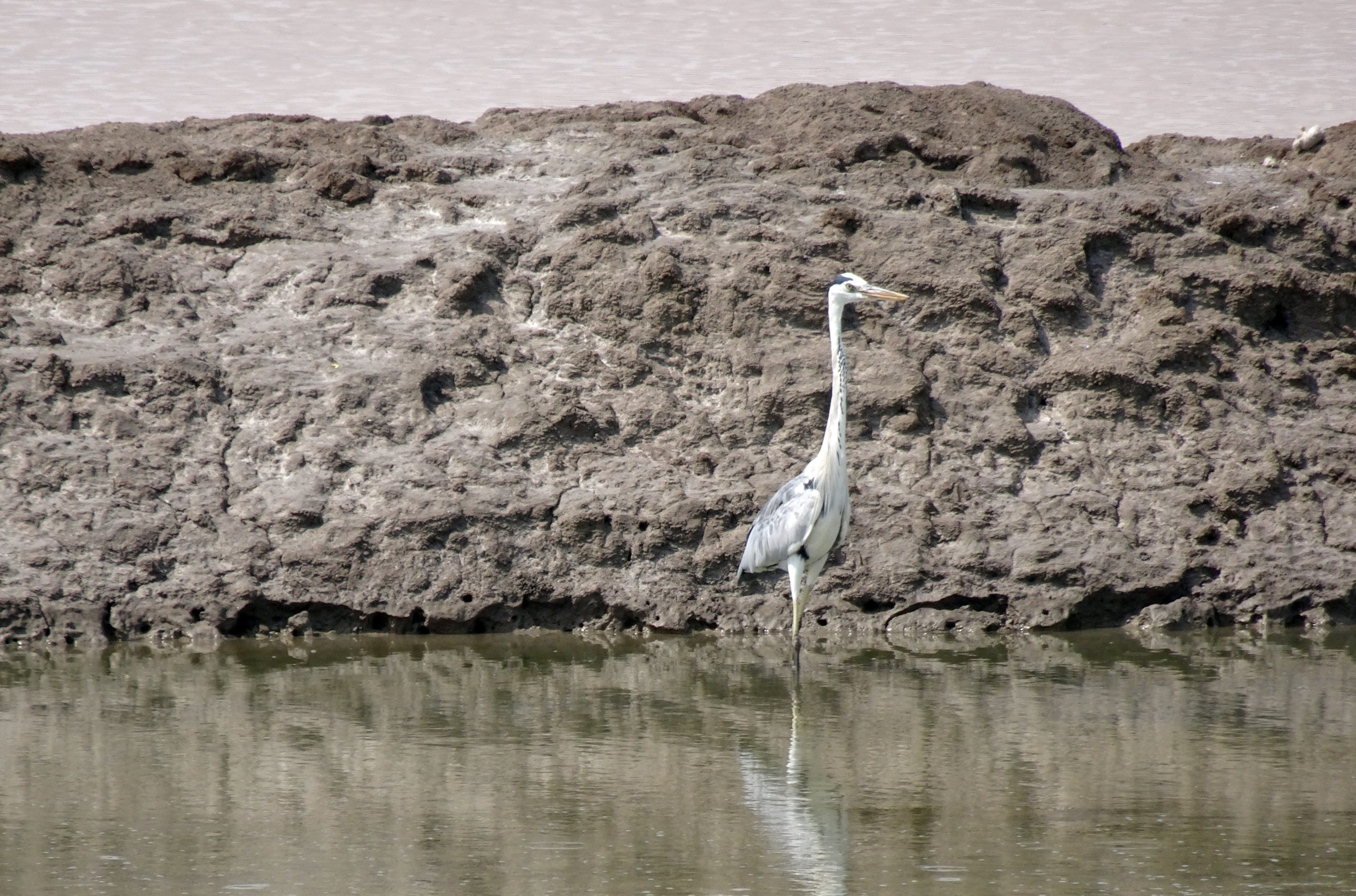 one animal, animal wildlife, animal themes, lake, 4K, animals in the wild, animal, water, rann of kutch, ardea cinerea, rock, bird, grey heron, vertebrate, HD Wallpaper