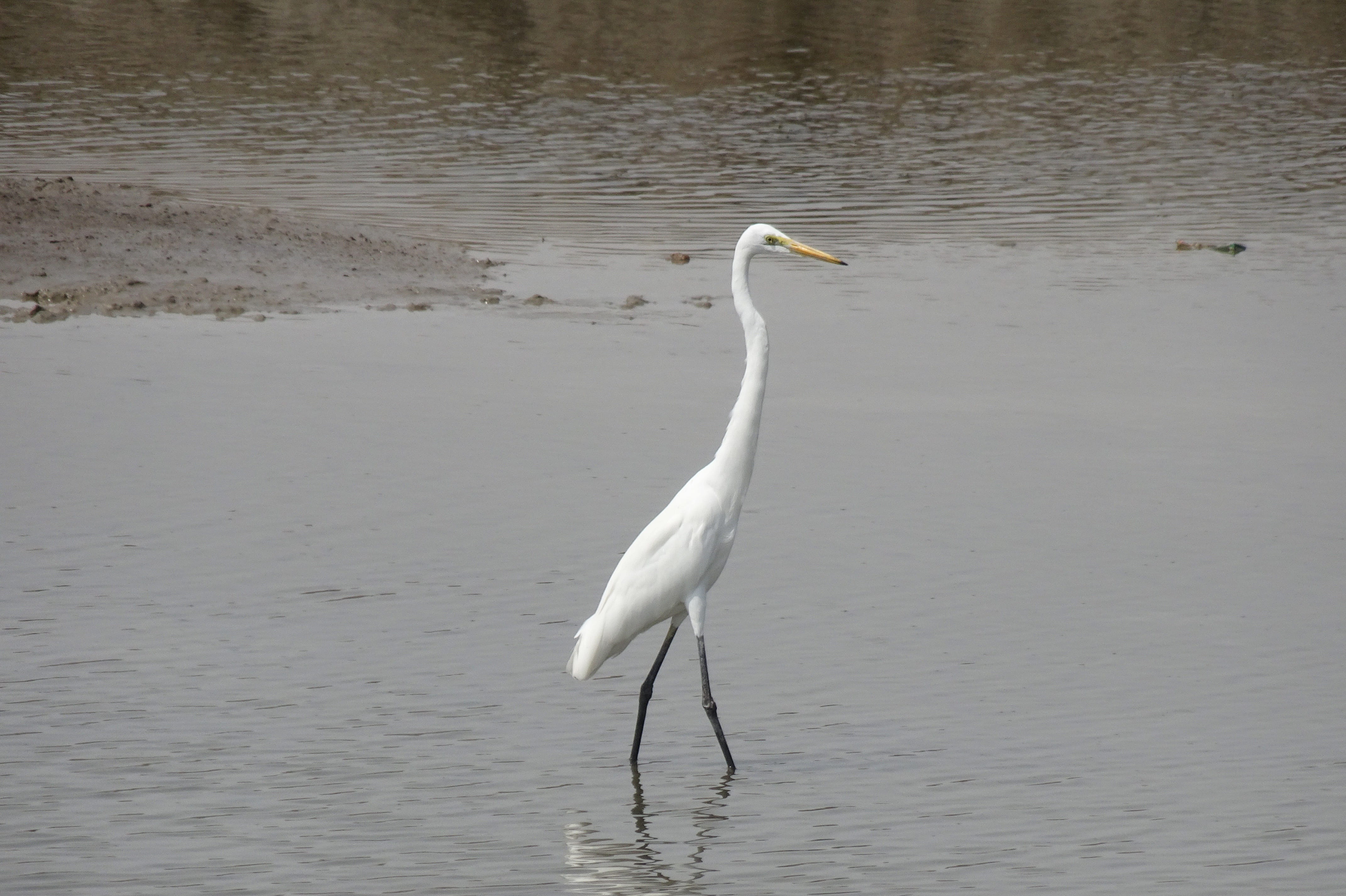 india, ardea alba, animal, vertebrate, great egret, animal themes, nature, lake, reflection, egret, no people, day, waterfront, animal wildlife, shallow, HD Wallpaper