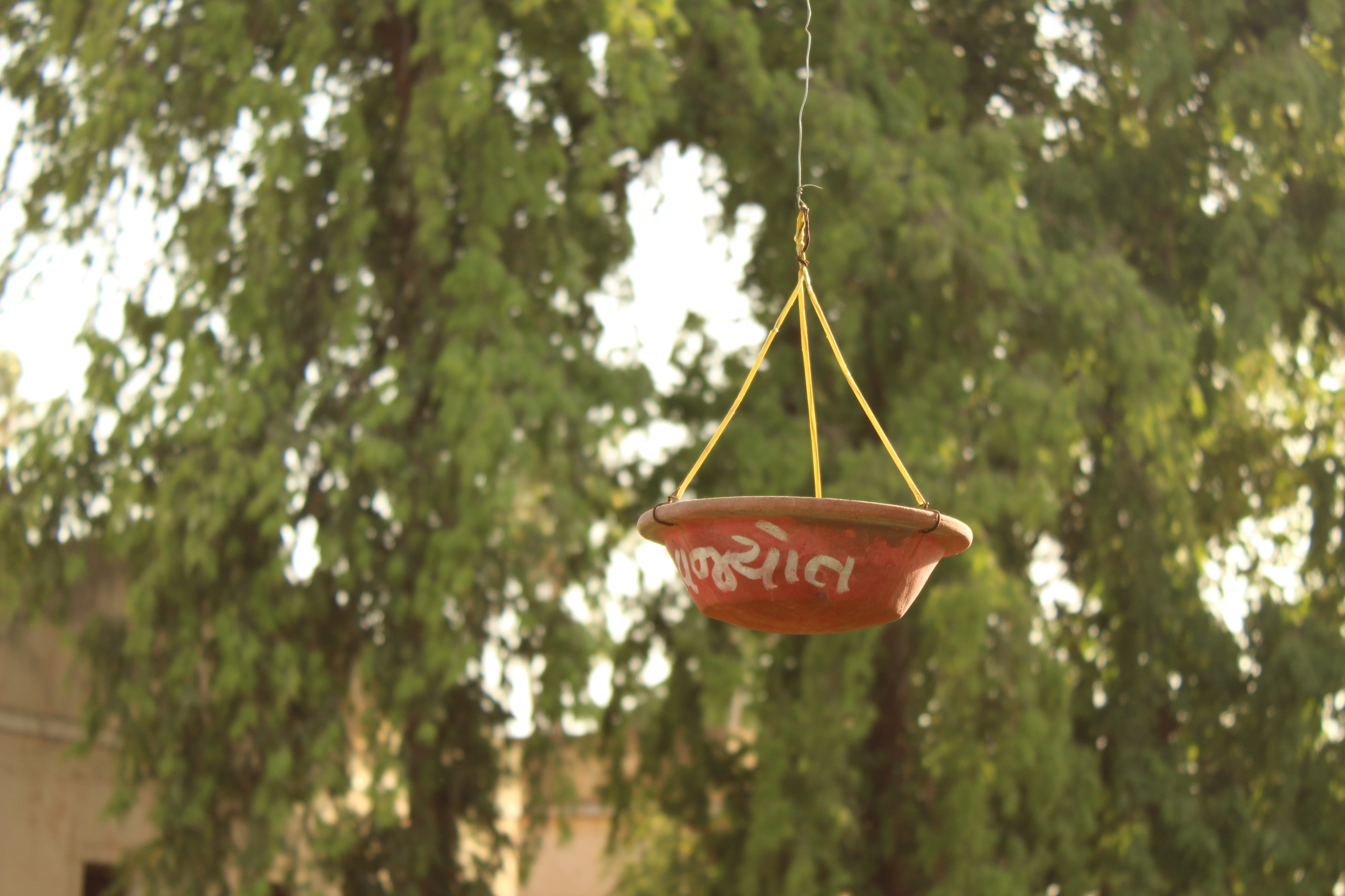 bird bowl, hanging bowl, forest, social good, western script, india, tree, close-up, no people, trunk, hanging, text, growth, food and drink, 5K, bird feeder, HD Wallpaper