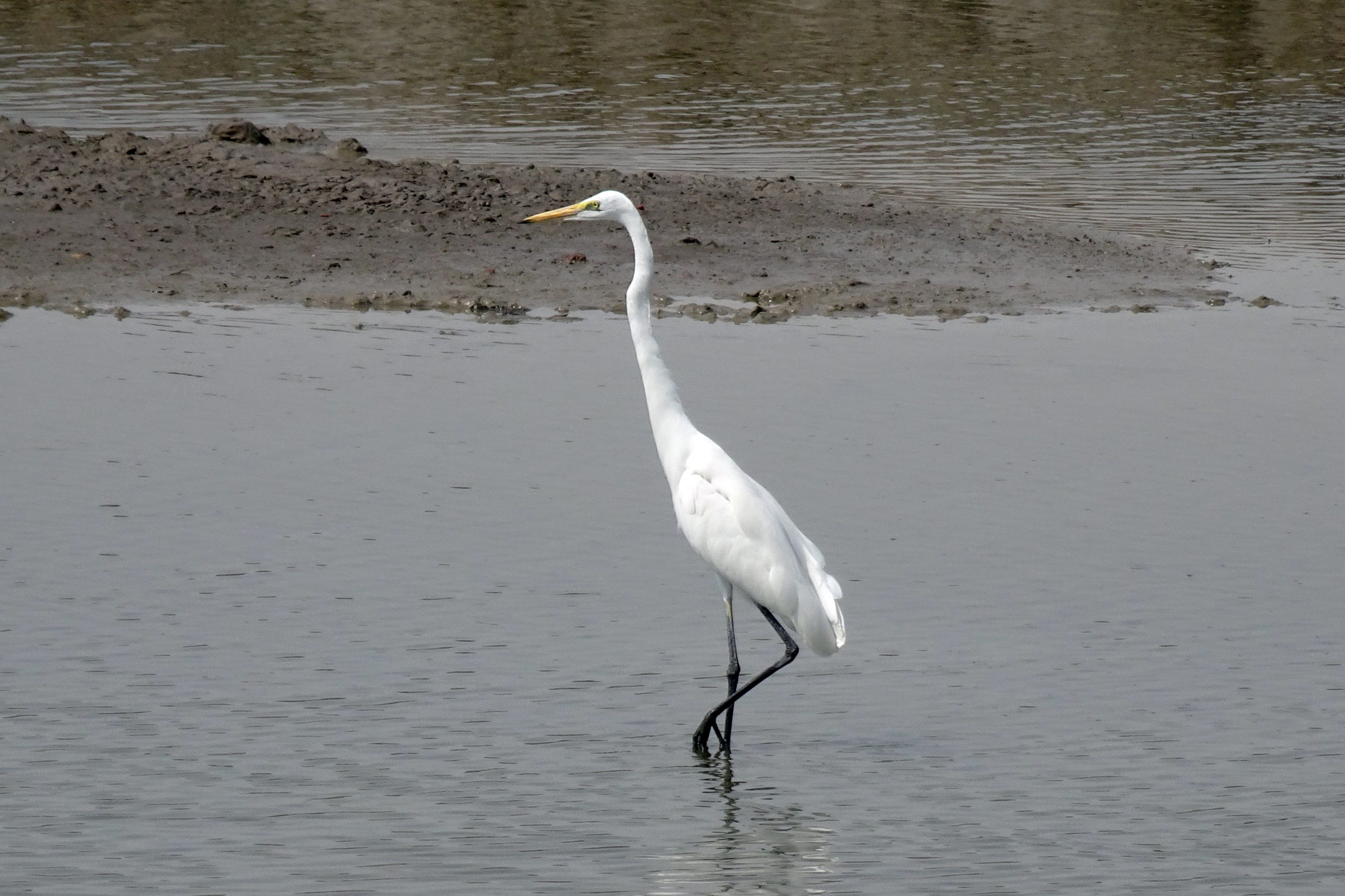 animals in the wild, gujarat, 2K, lake, animal themes, wader, heron, great white egret, ardea alba, animal, egret, great egret, day, water bird, white color, HD Wallpaper