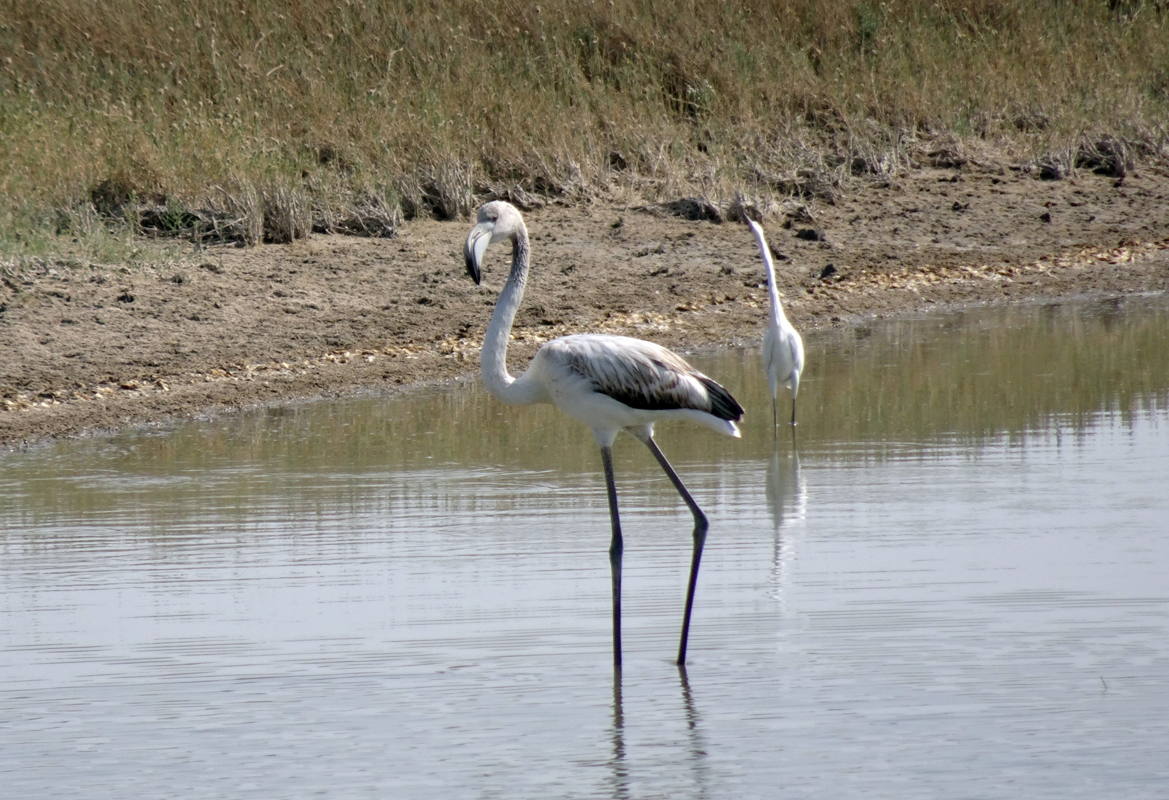 vertebrate, rann of kutch, phoenicopterus roseus, water bird, greater flamingo, nature, india, grk, bird, plumage, outdoors, wildlife, animal neck, one animal, HD Wallpaper