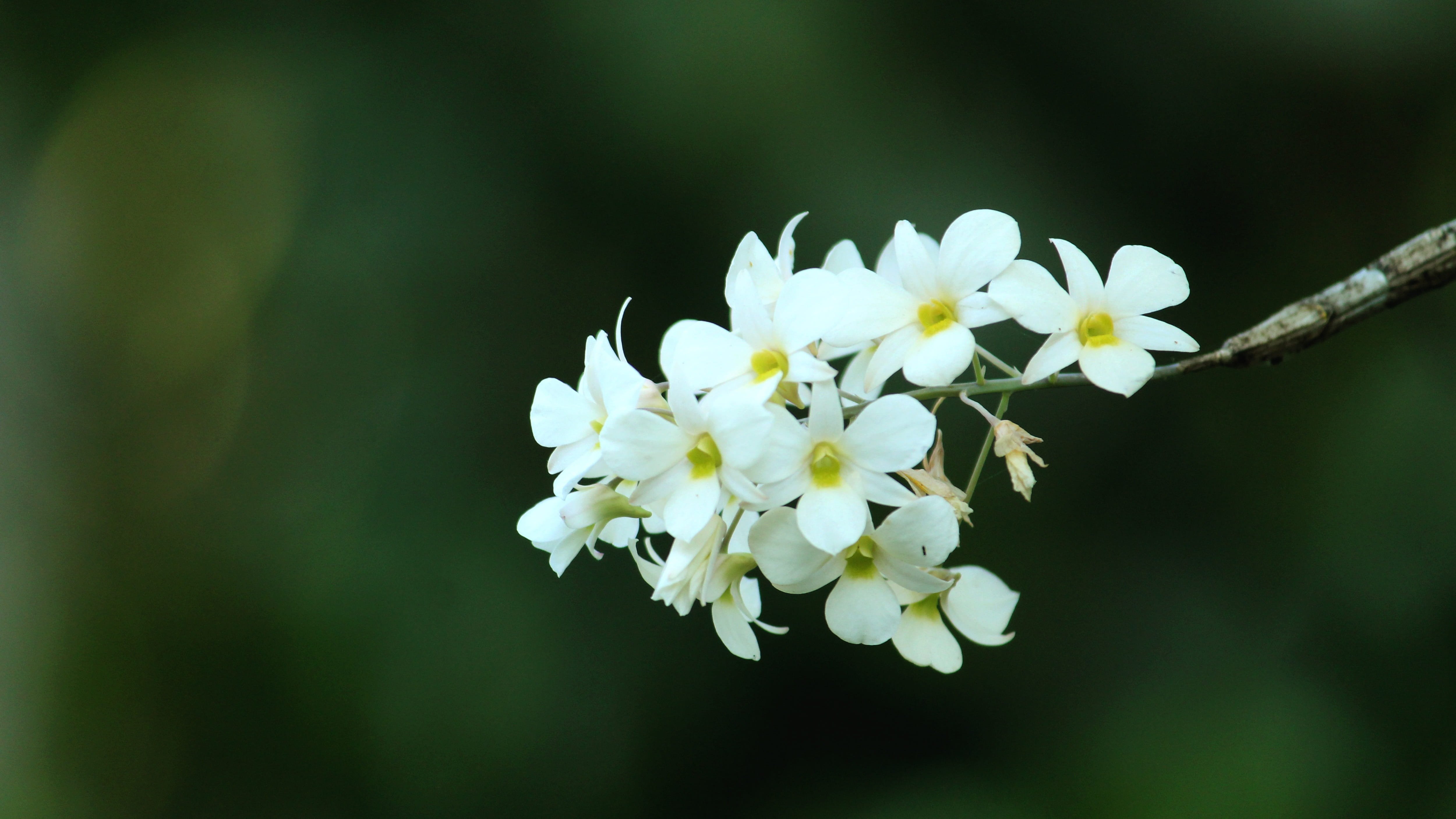 flowering plant, focus on foreground, flower, inflorescence, flora, forest, springtime, petal, fragility, white color, outdoors, india, pollen, HD Wallpaper