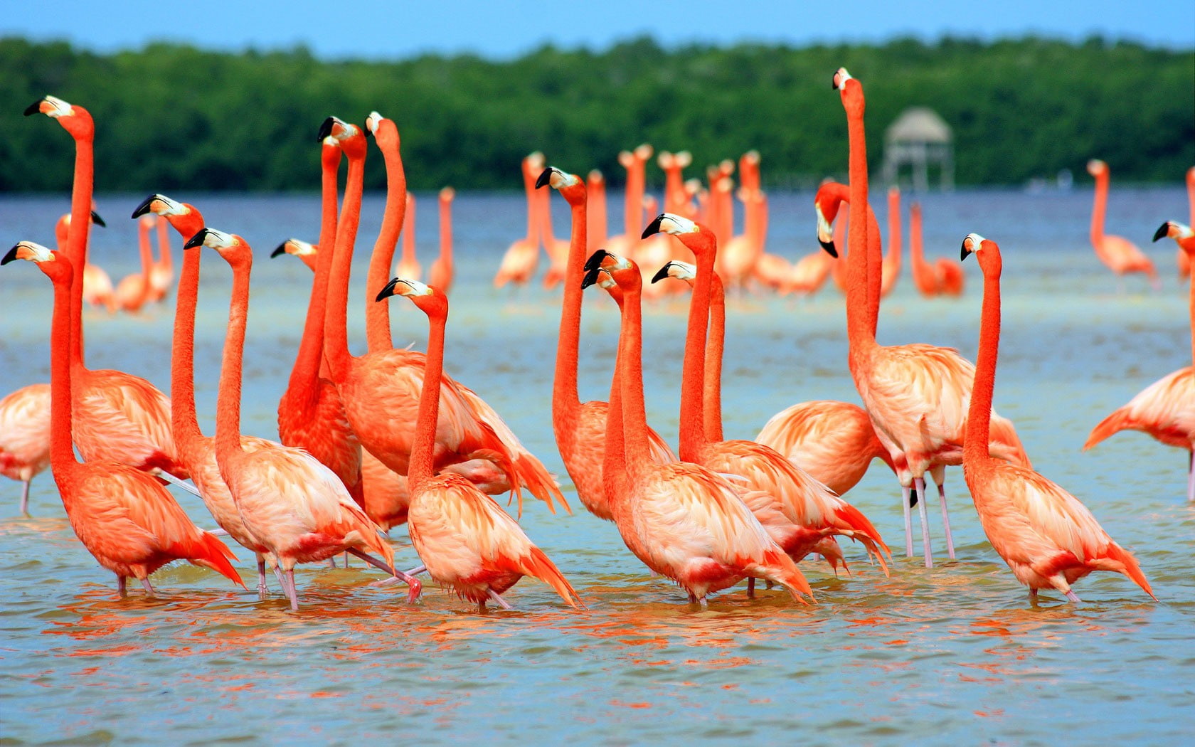 720P, animals, flamingos, lake, birds, nature, HD Wallpaper
