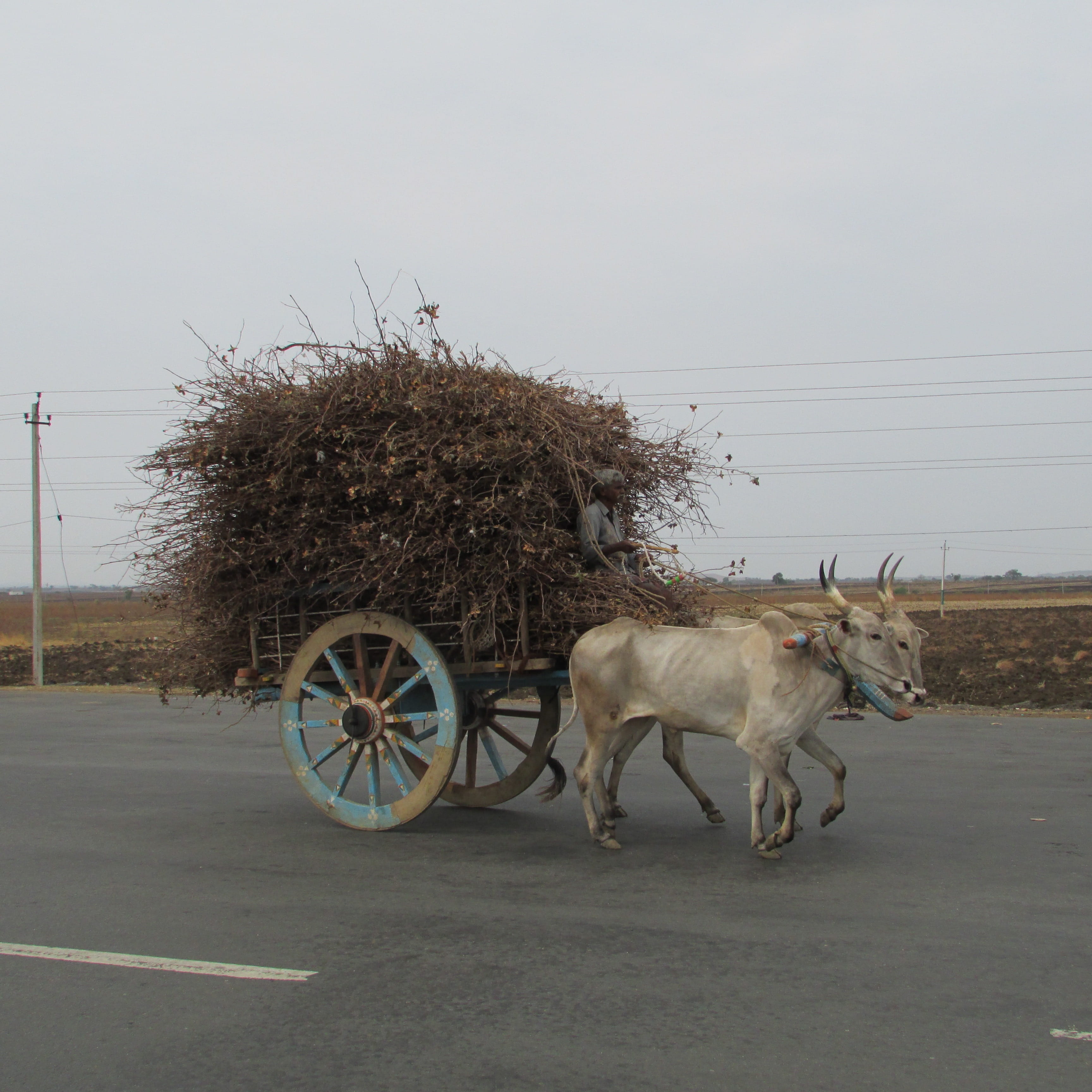 work, carting, working animal, nature, india, pets, two, outdoors, carries, carriage, horse, livestock, domestic, indian, no people, 2K, day, pulling, Phone HD Wallpaper