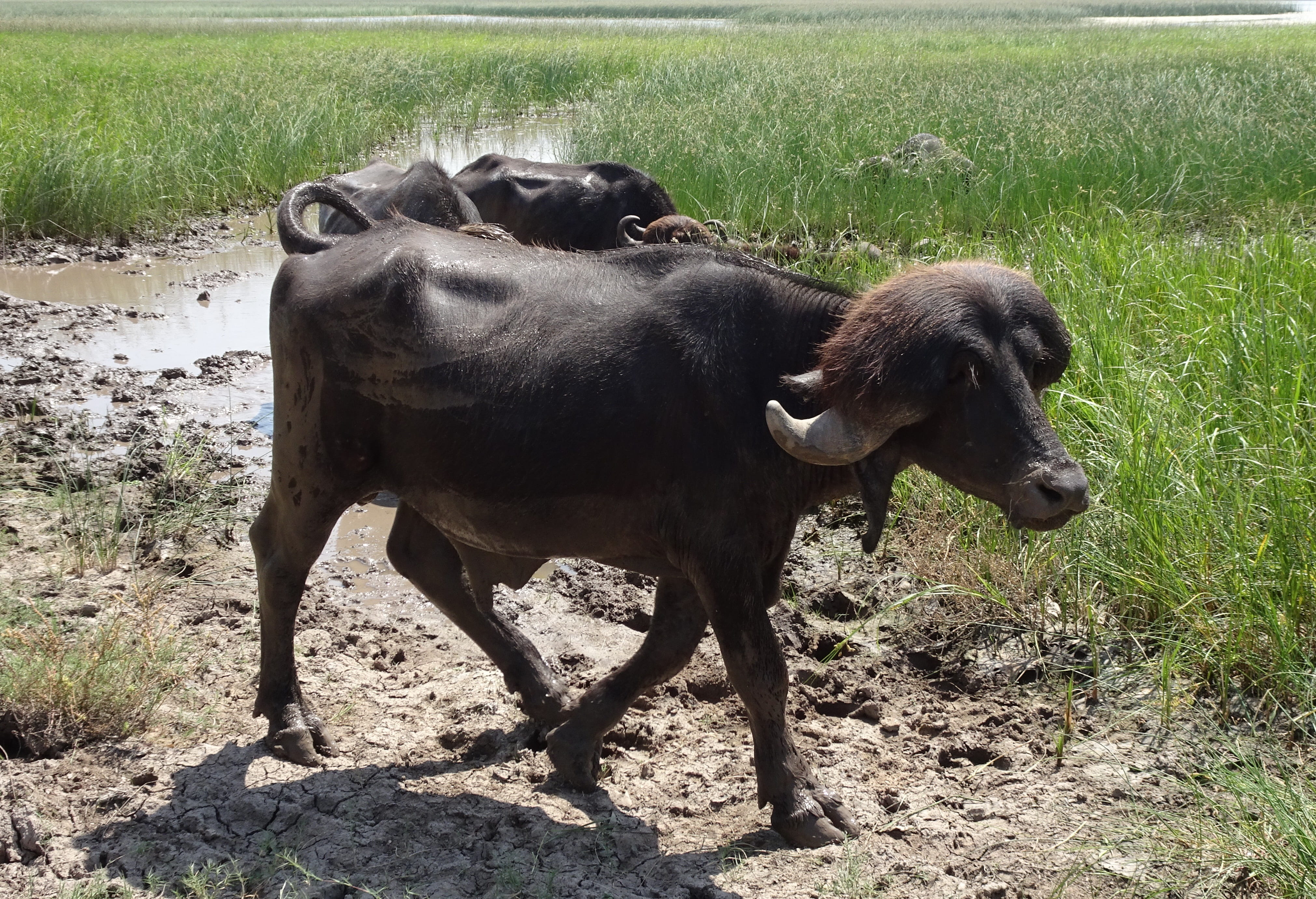 plant, milker, gir, field, bull, bovine, saurashtra, bhavanagri, two animals, outdoors, group of animals, livestock, animal family, wetland, domestic, india, HD Wallpaper