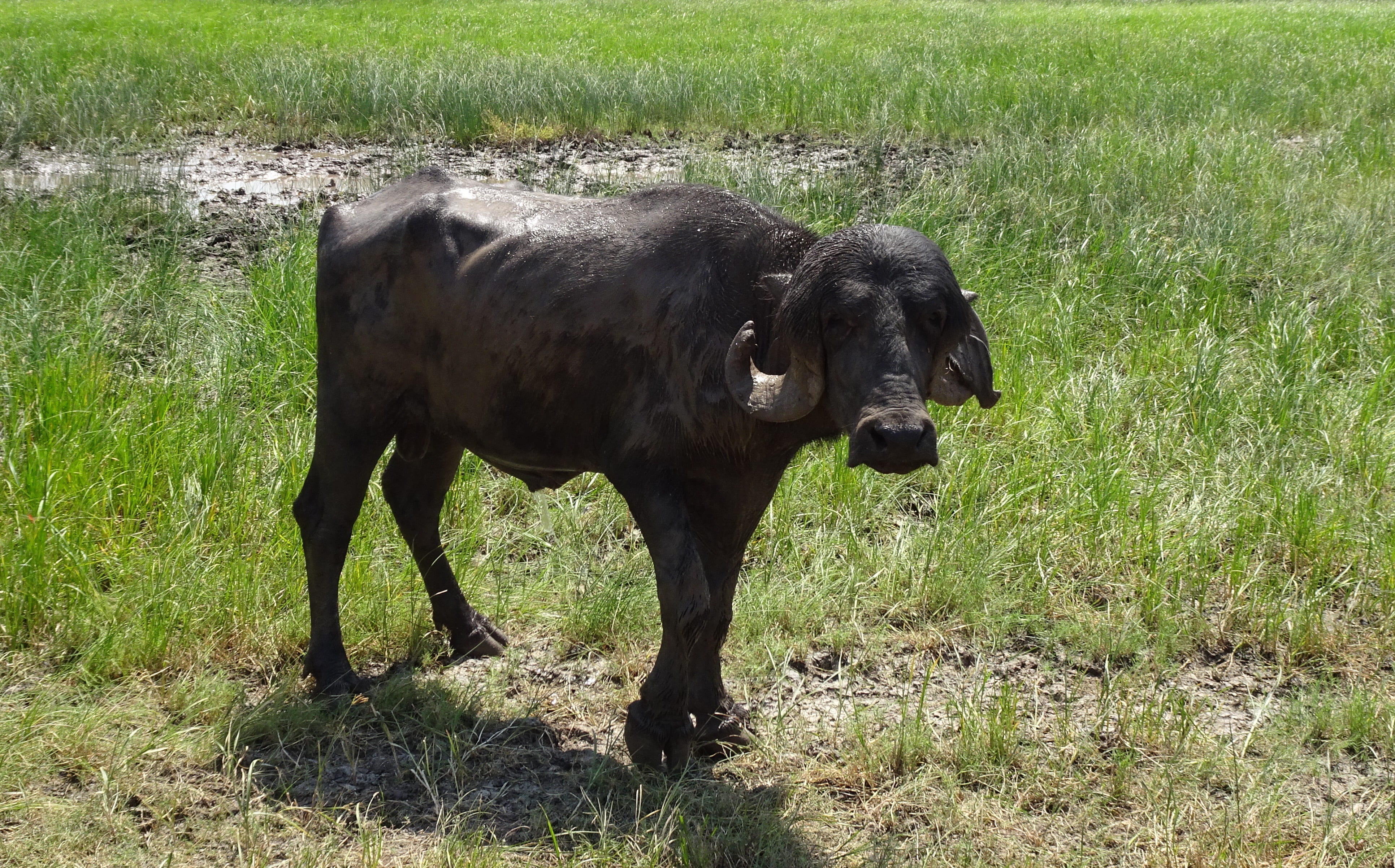domestic animals, land, breed, cattle, livestock, wetland, buffalo, india, swamp, outdoors, water buffalo, grass, nature, green color, cow, day, milker, HD Wallpaper