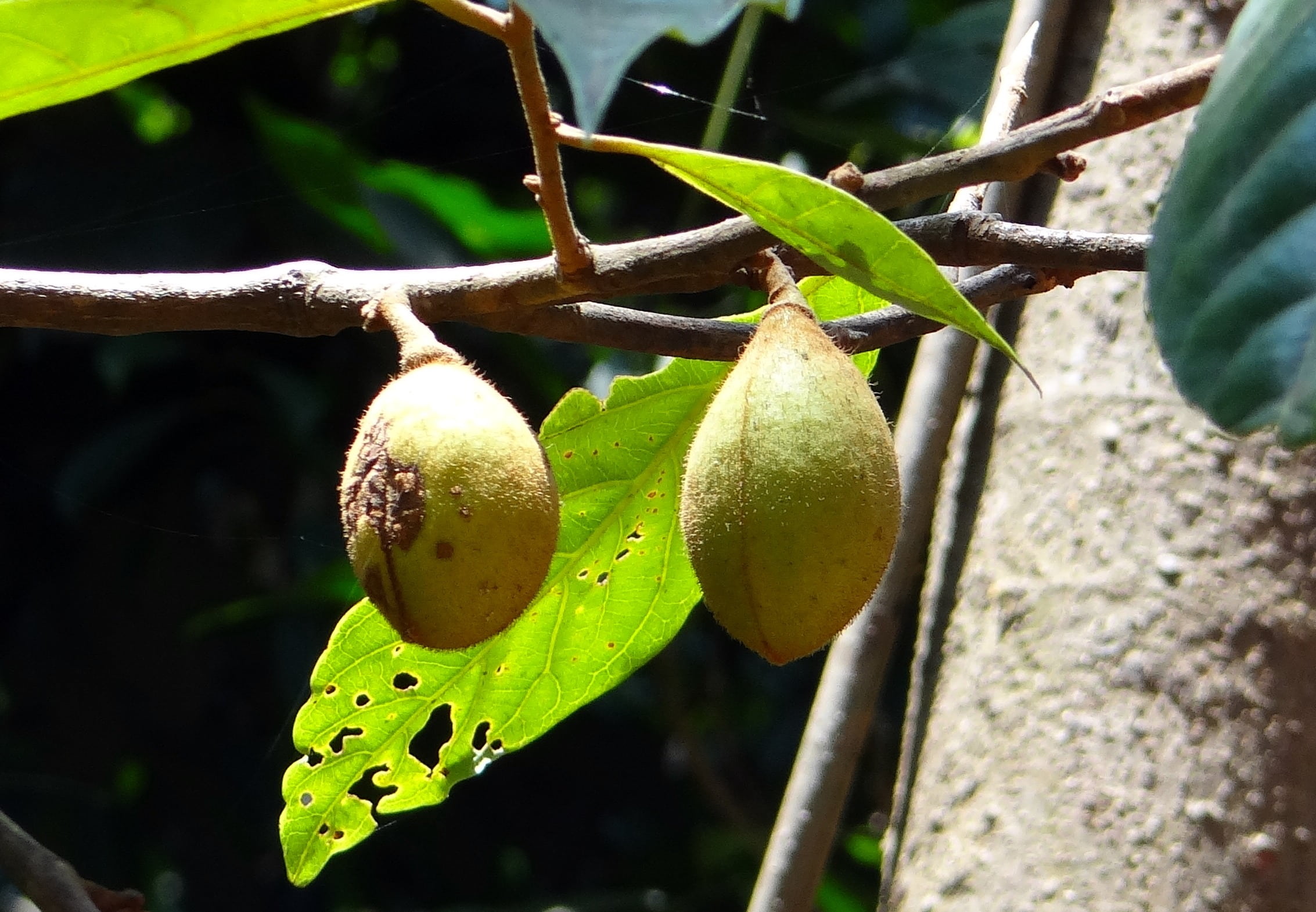 no people, leaf, semecarpus kathalekanensis, food, organic, close-up, food and drink, branch, ripe, sunlight, tree, 1080P, hanging, green color, anacardiaceae, HD Wallpaper