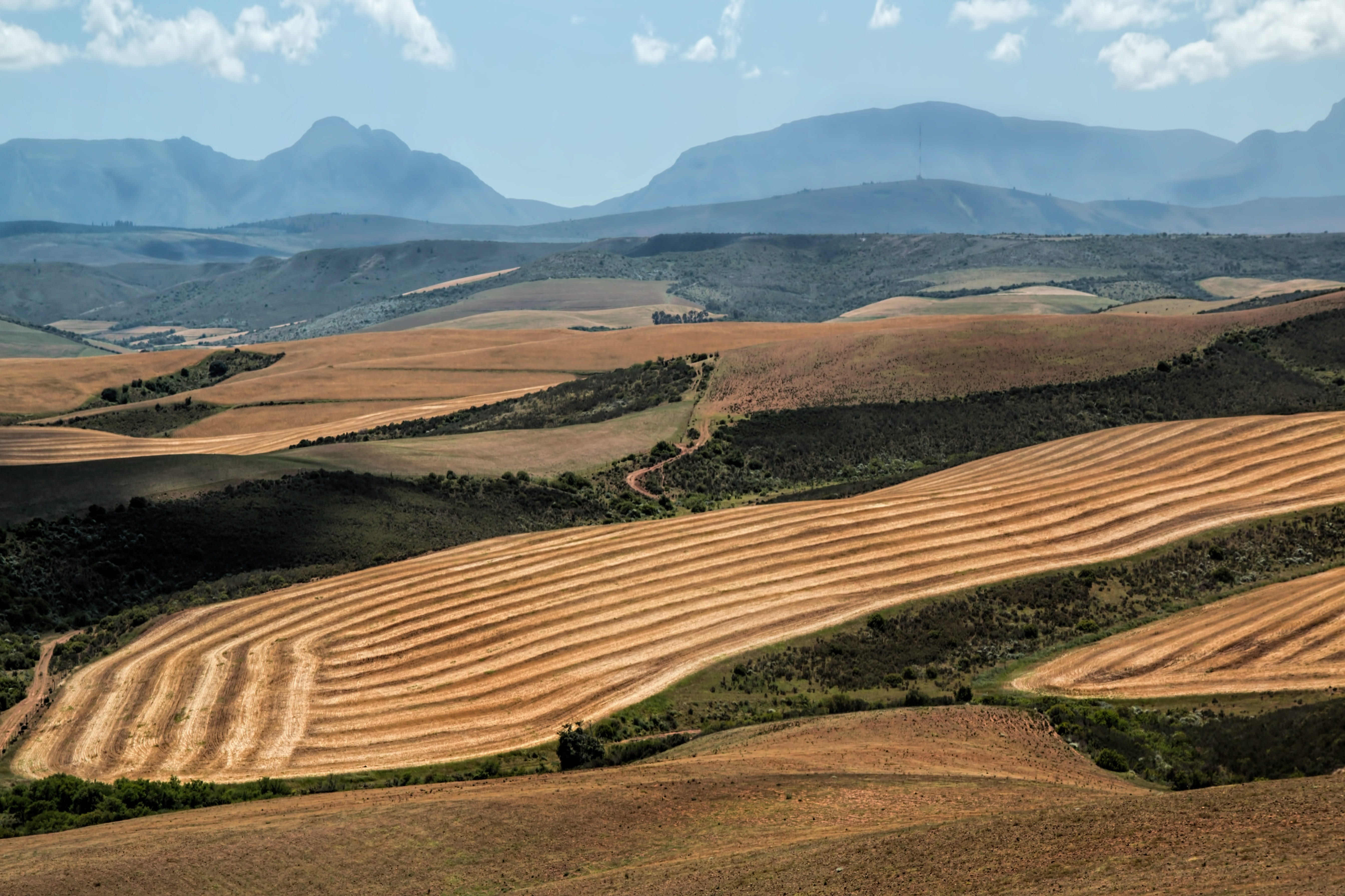 no people, environment, summer, cereal, tranquility, non-urban scene, crops, pattern, wheat, beauty in nature, cultivation, production, wheat fields, mountain range, HD Wallpaper