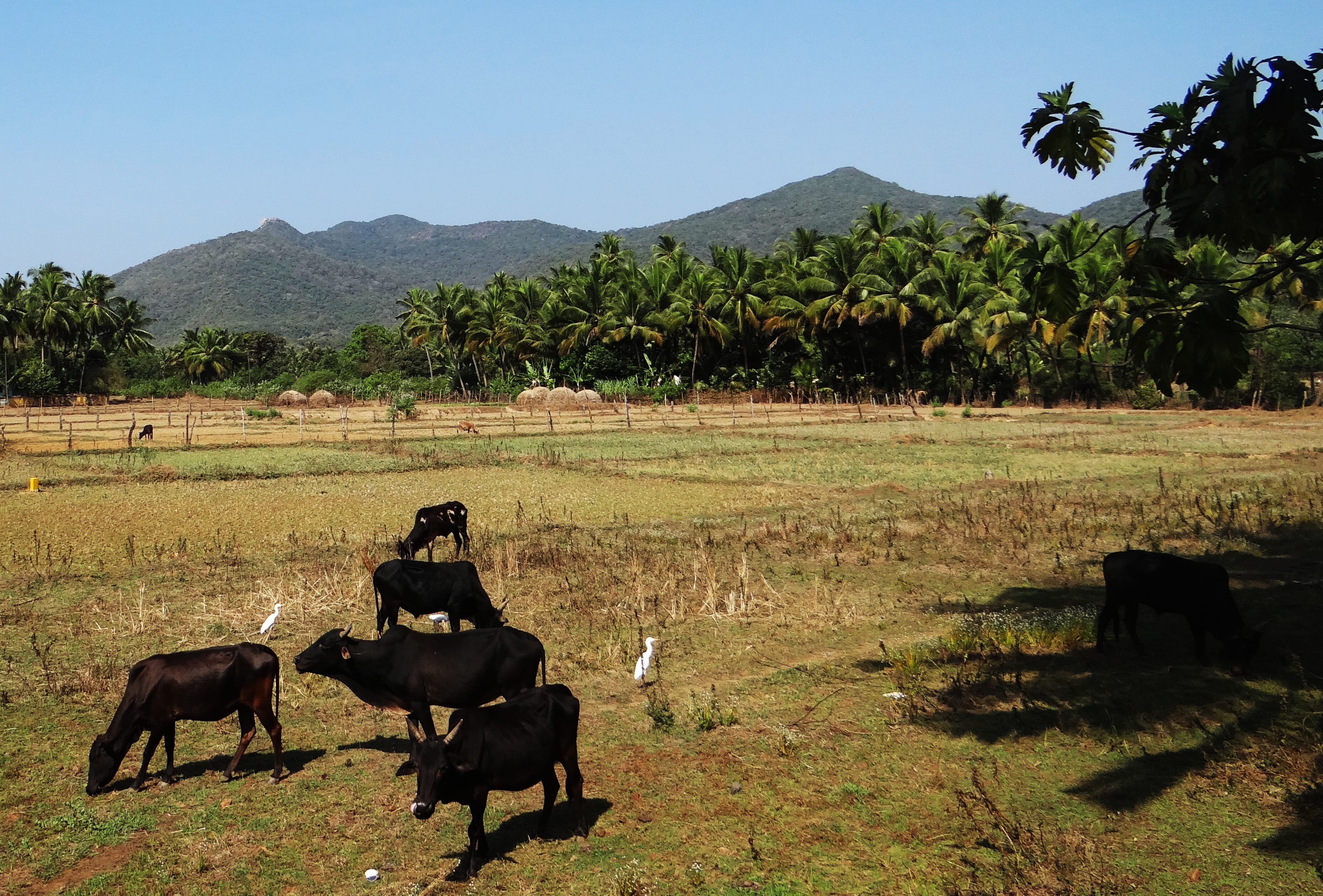 plant, western ghats, field, farmland, animal, agriculture, pasture, pets, nature, domestic, black, herd, egrets, Species, landscape, rural scene, mountain, HD Wallpaper
