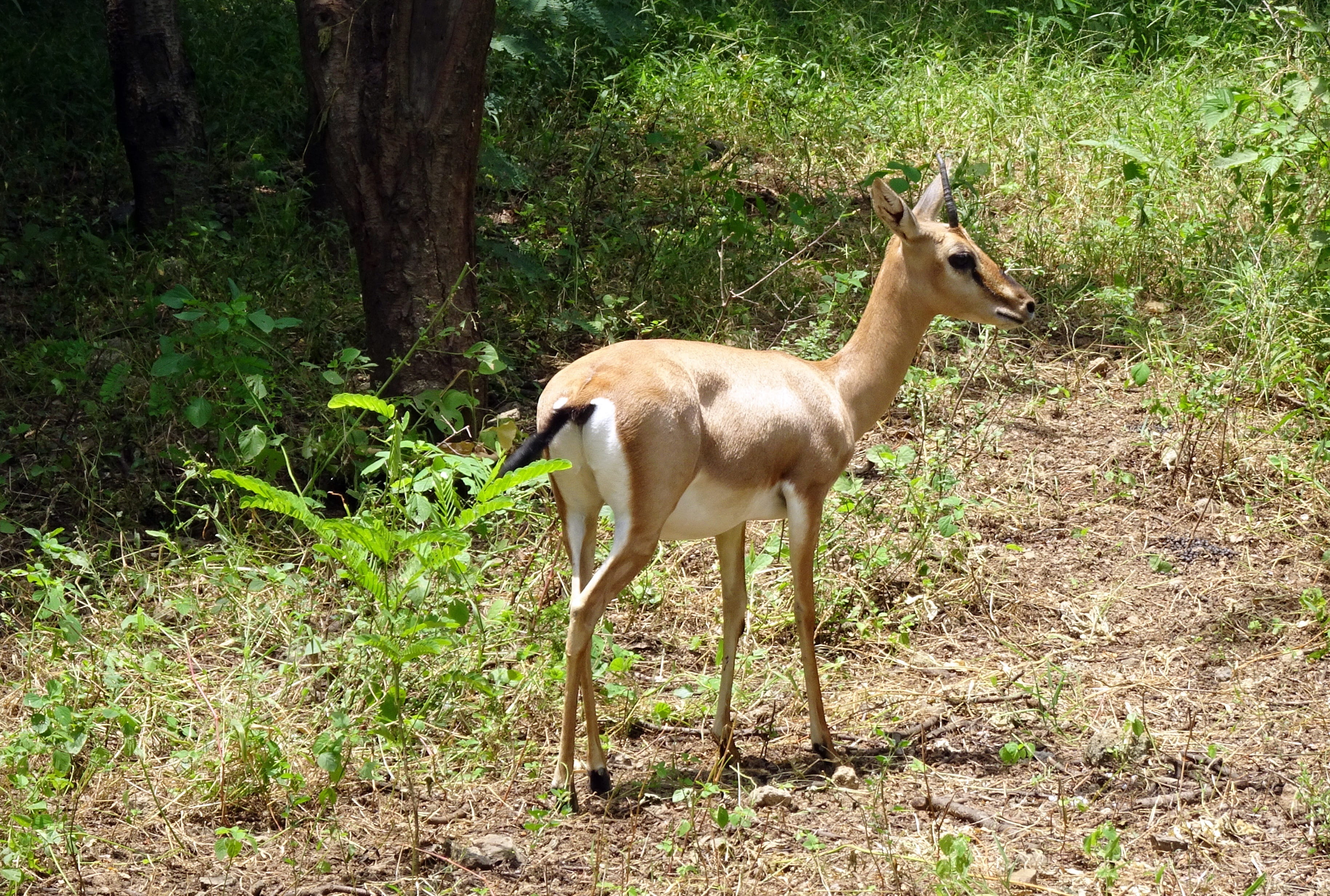 field, animals in the wild, chinkara, ravine deer, rajkot, plant, india, animal wildlife, mammal, male, day, outdoors, g, gujarat chinkara, christii, fawn, HD Wallpaper