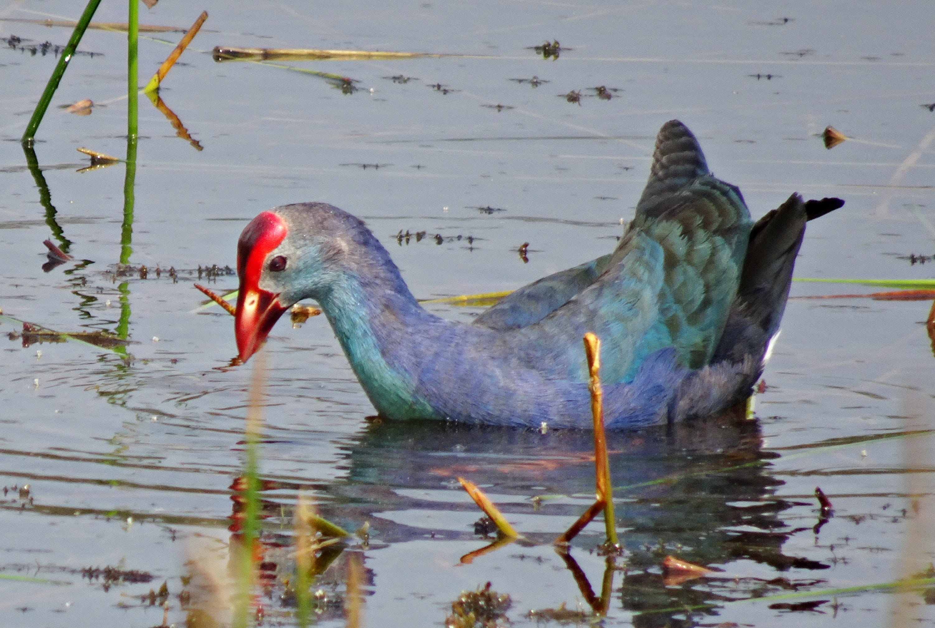 beak, water bird, outdoors, purple moorhen, porphyiro porphyiro, water, animal neck, 2K, animal, purple swamphen, side view, animal wildlife, day, grass, HD Wallpaper