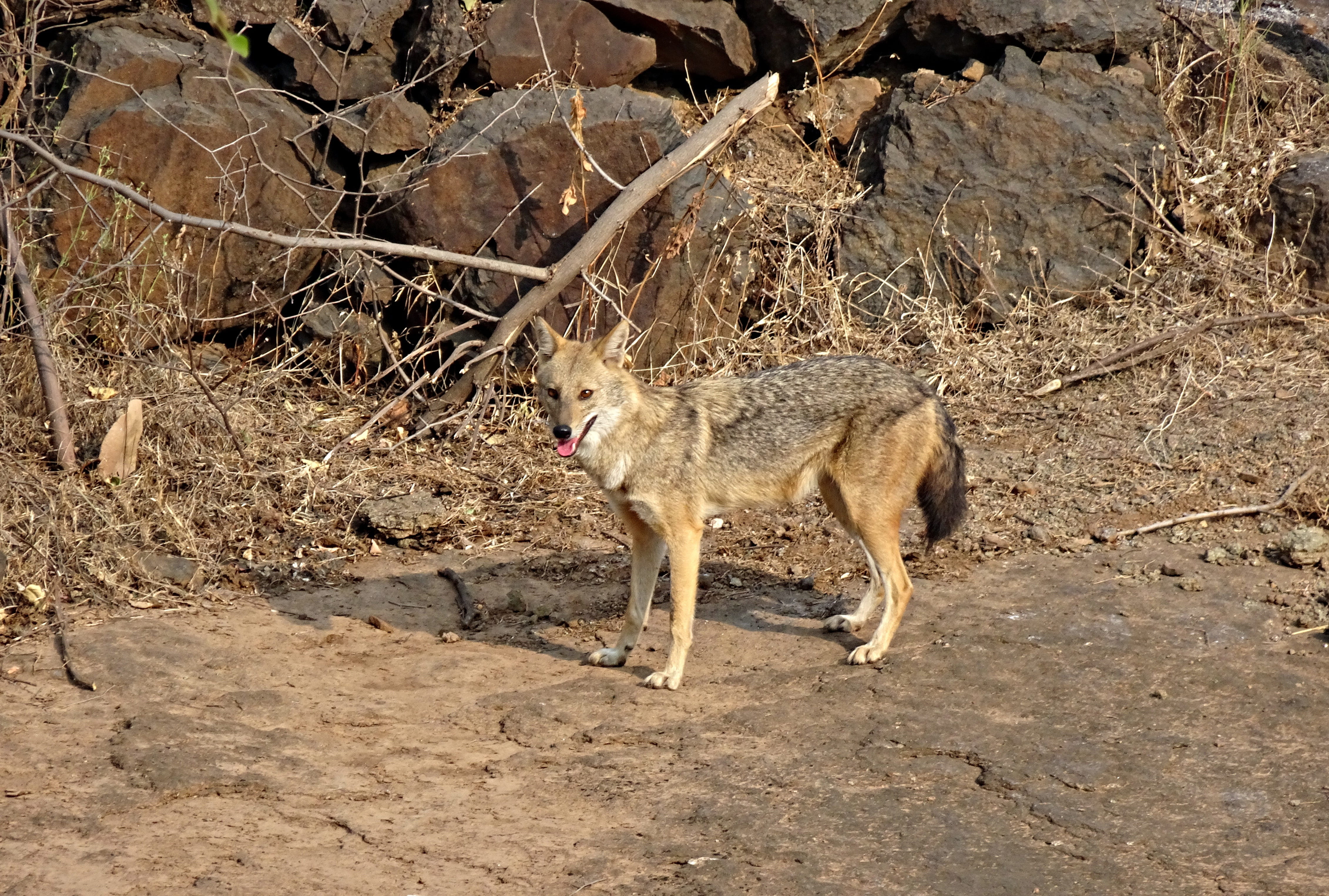 arid climate, hunter, one animal, standing, beast, zoology, land, 4K, animal wildlife, outdoors, animal themes, jackal, fauna, predator, national park, HD Wallpaper
