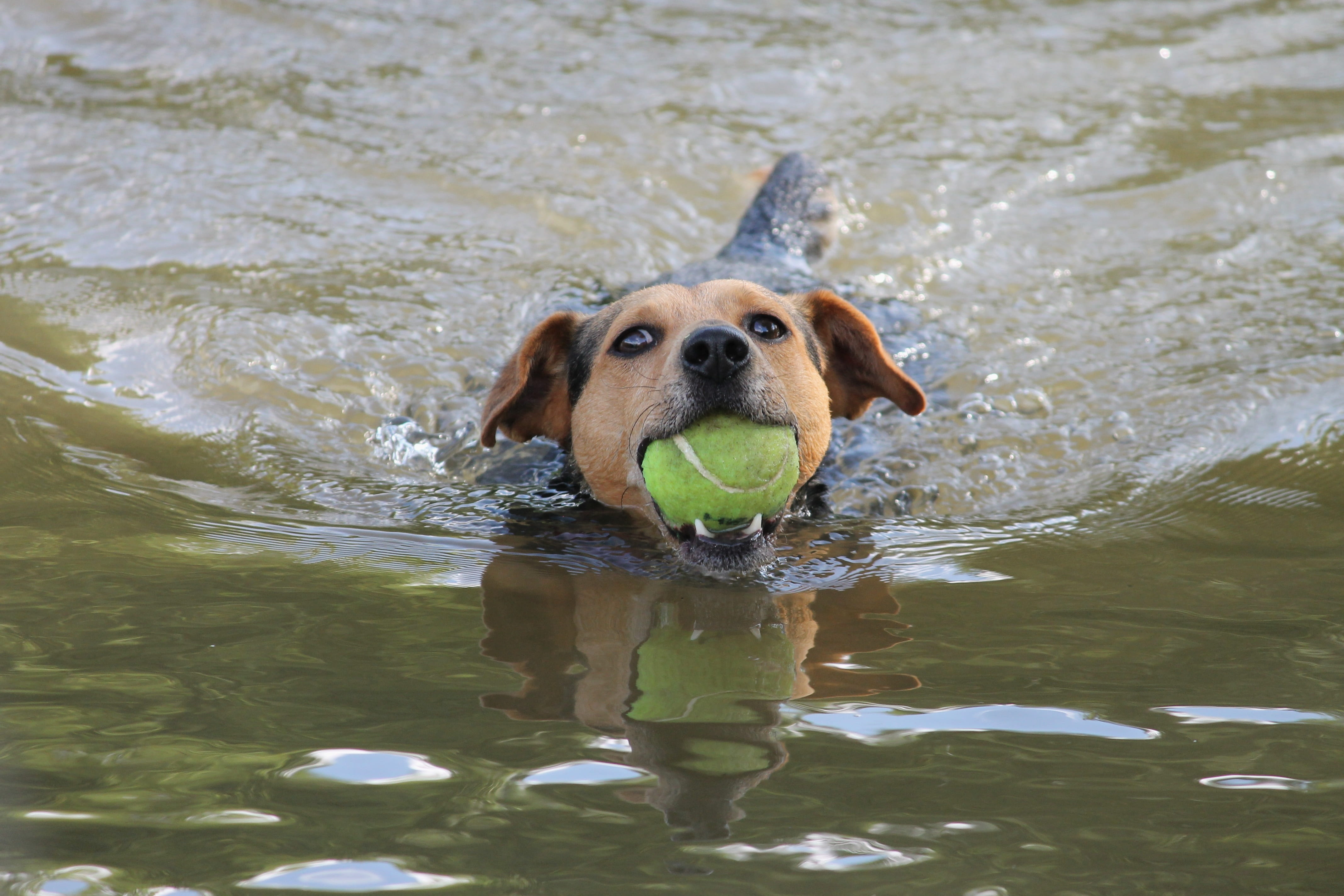 ball, pet, head, close, wave, purebred dog, nature, body, hybrid, river, pets, carrying in mouth, looking at camera, snout, fun, biting, training ball, HD Wallpaper