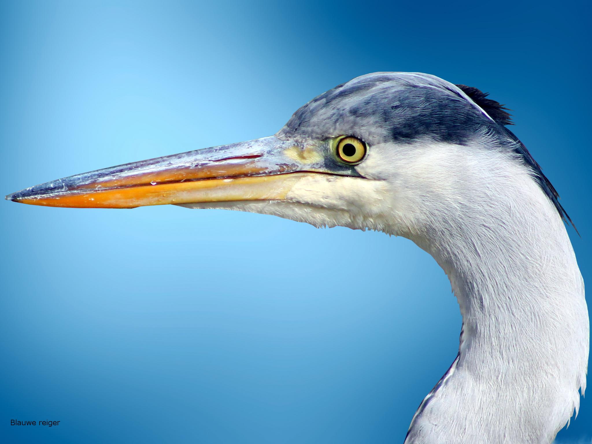 animals, bird, ardea, white, grey heron, 1080P, birds, grey, cinerea, heron, blauwe reiger, yellow, ardea cinerea, HD Wallpaper
