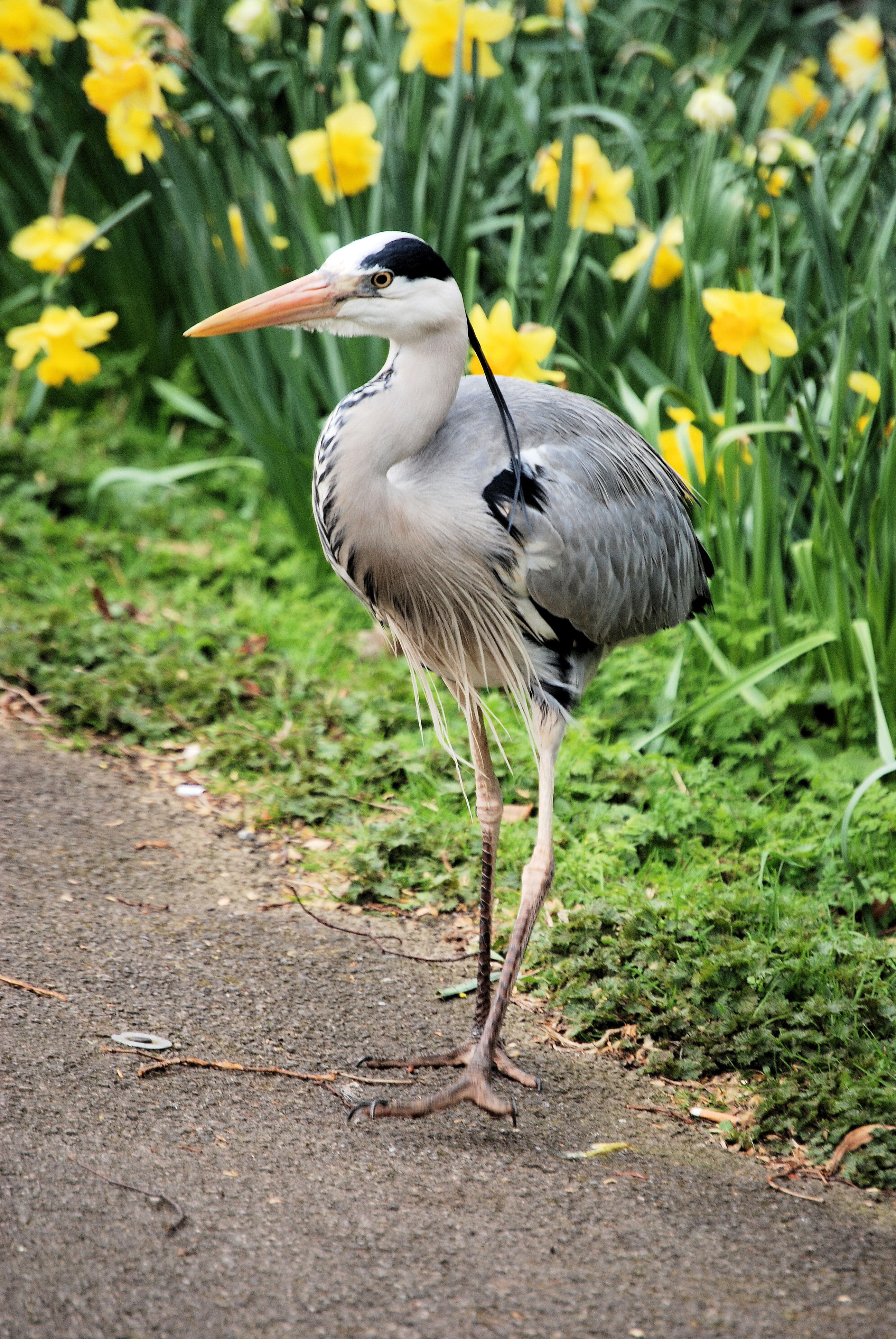 beak, beauty in nature, full length, Grey Heron, 4K, wild, flower, dom, outdoors, outdoor, no people, feather, fly, day, Ardea Cinerea, flowering plant, Phone HD Wallpaper