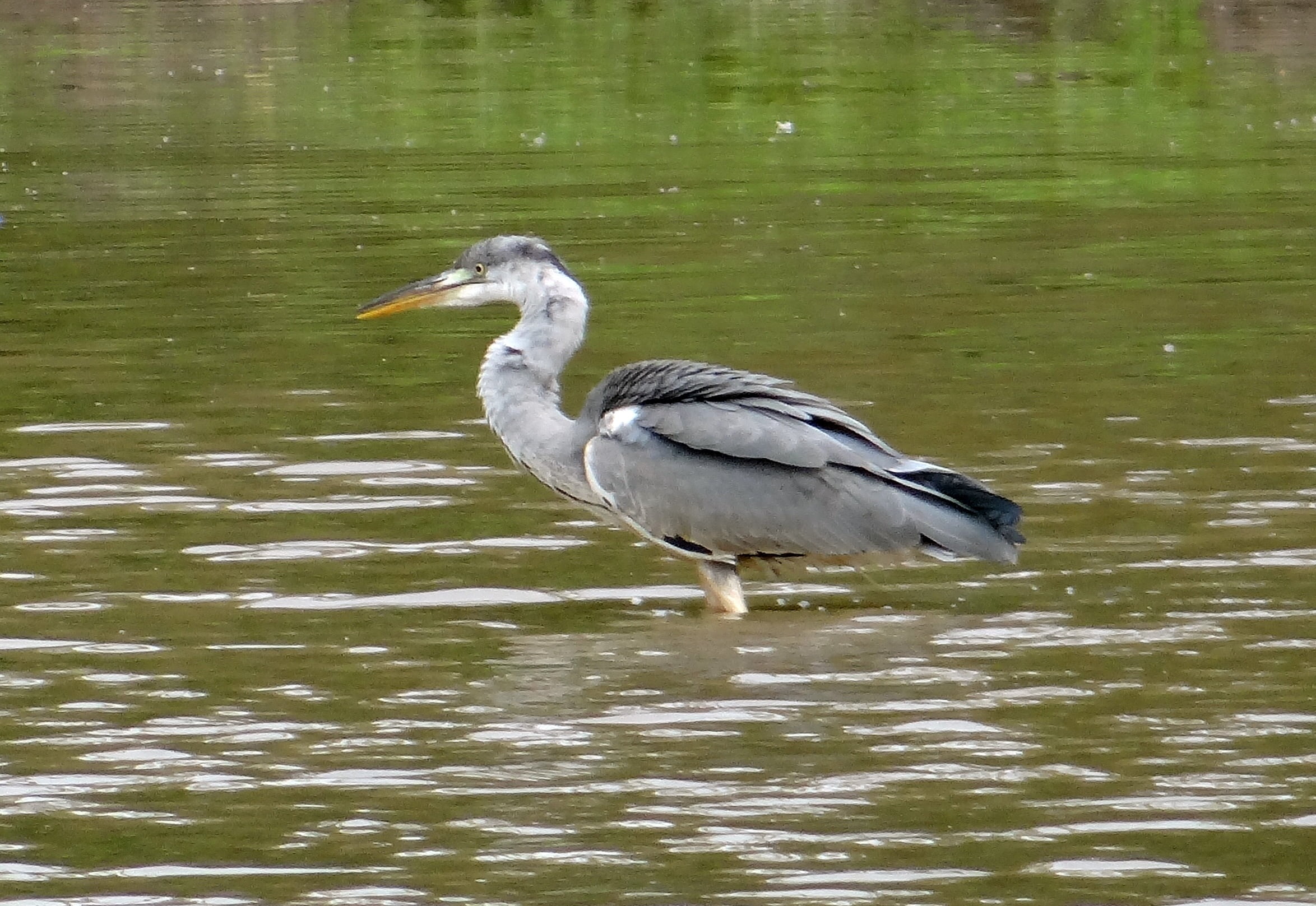 water, lake, side view, ardea cinerea, vertebrate, wader, waterfront, karnataka, animal themes, ardeidae, 1080P, outdoors, animals in the wild, bird, india, HD Wallpaper