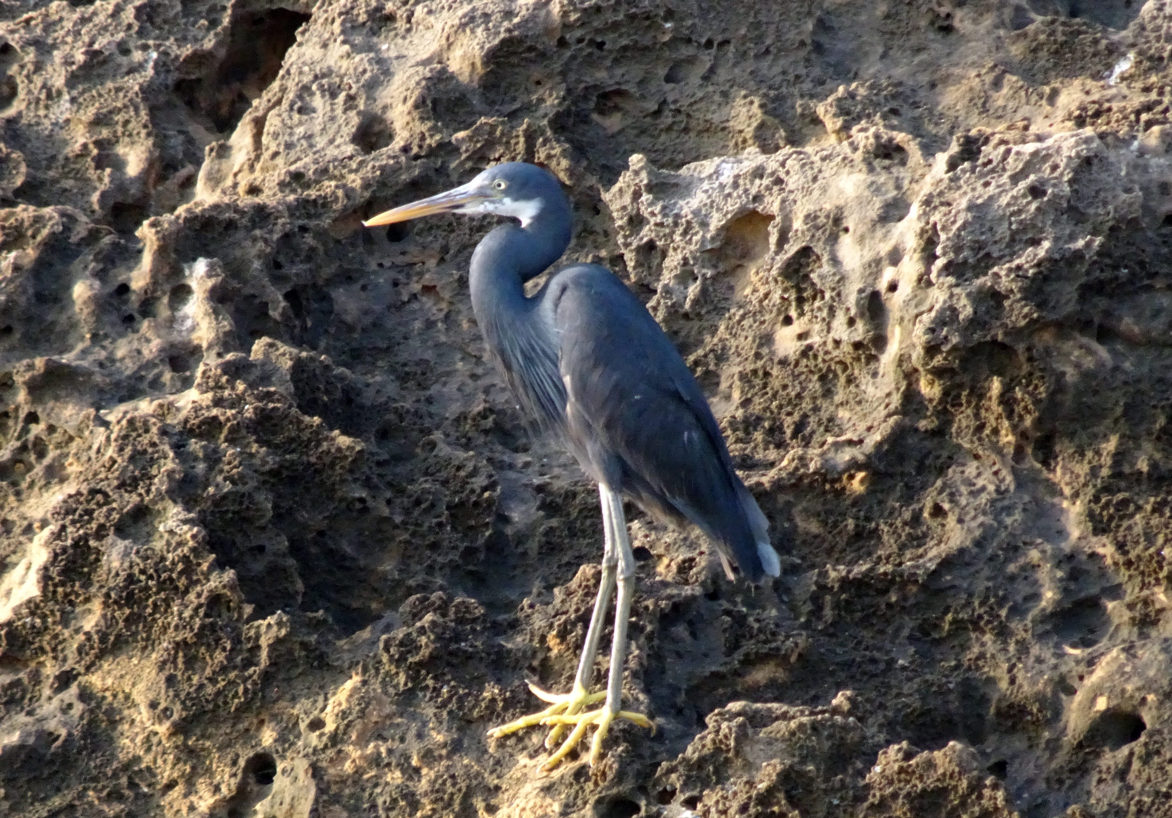 rock - object, water bird, diu, wildlife, outdoors, heron, animal wildlife, bird, western reef heron, india, zoology, no people, day, avian, animals in the wild, HD Wallpaper