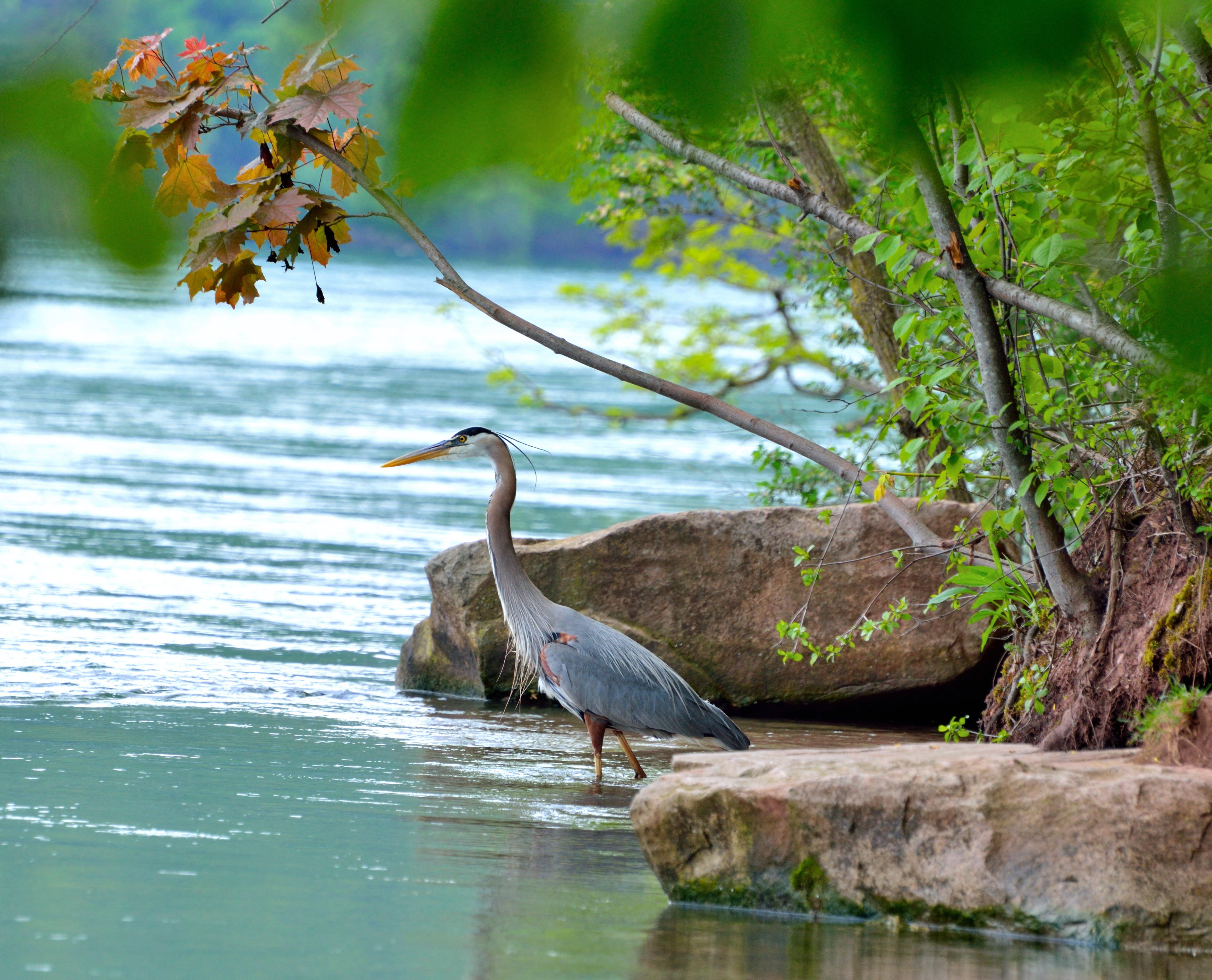 lake, bird, animal themes, wading bird, great blue heron, tree, one animal, nature, animal, animals in the wild, day, perching, vertebrate, great, beauty in nature, HD Wallpaper