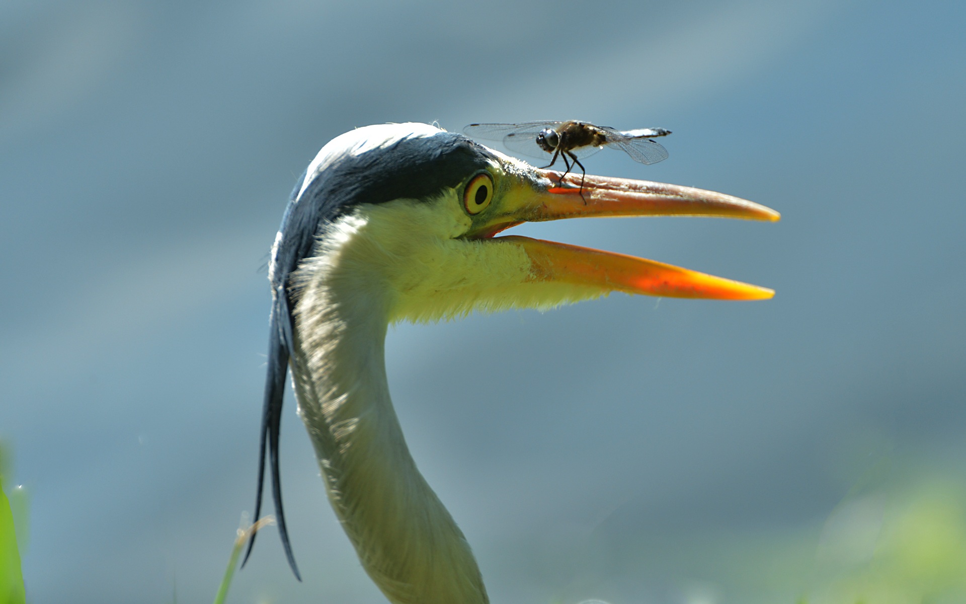 focus on foreground, heron, mouth open, side view, day, animal, blue arrow, blue, one animal, no people, nature, white, eating, food, beak, emergency landing, HD Wallpaper