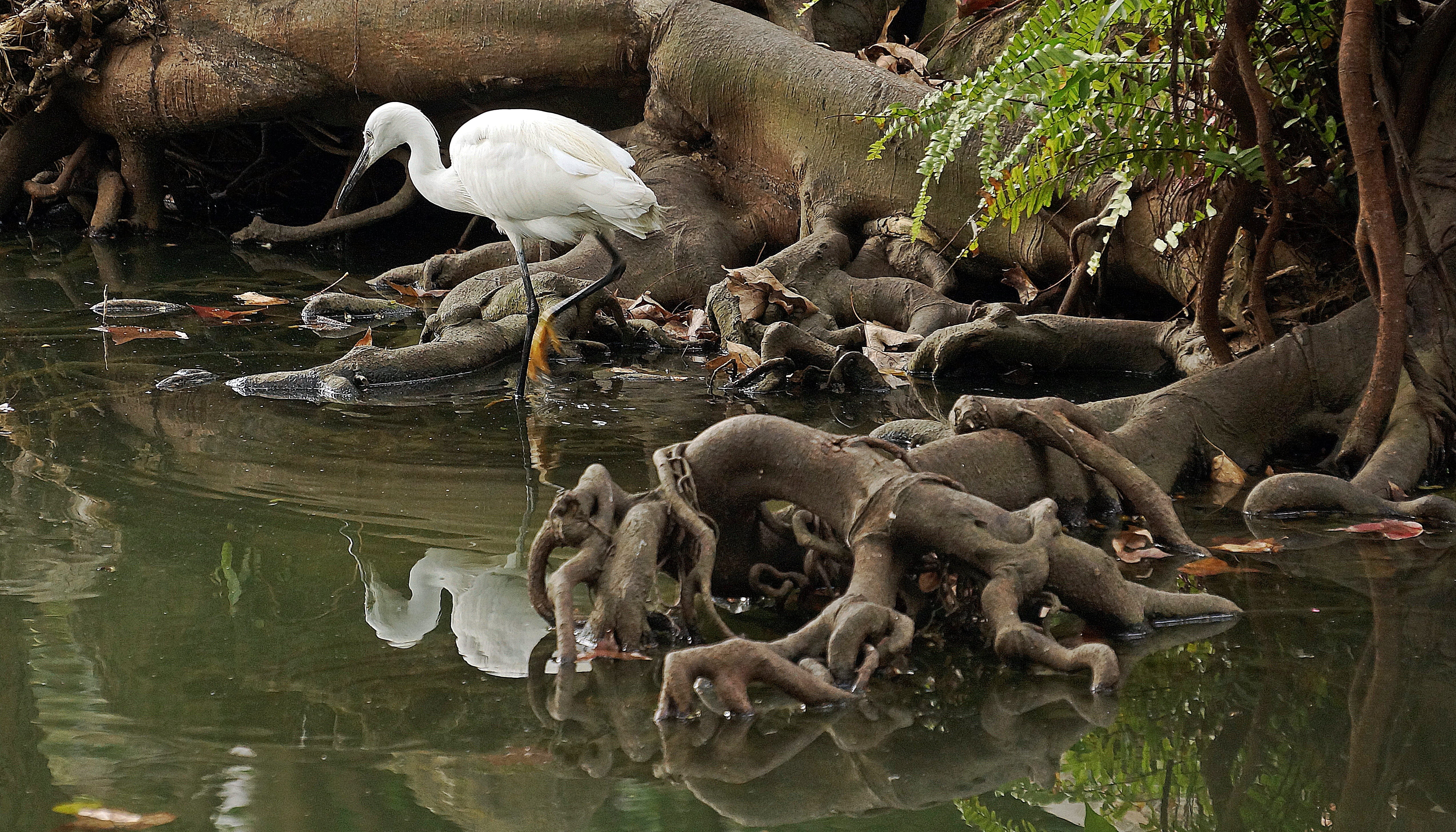 water, nature, outdoors, animal themes, heron, 4K, reflection, plant, swan, waders, animal, pond, flock of birds, no people, large group of animals, waterfront, HD Wallpaper