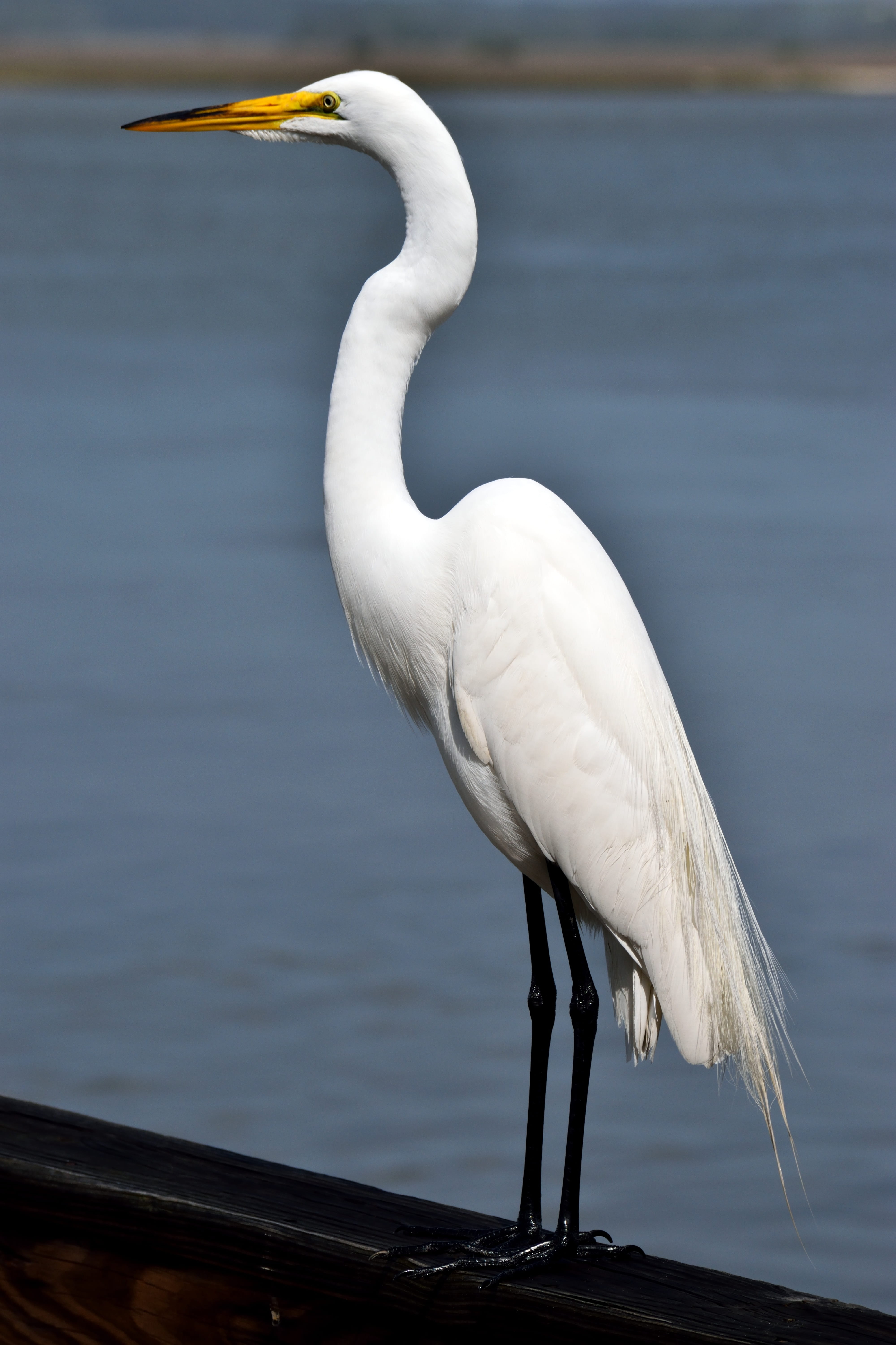 vertebrate, tropical bird, white, shorebird, egret, waterfowl, wild, shore, outdoors, white color, animal wildlife, great egret, wing, wader, animal themes, Phone HD Wallpaper