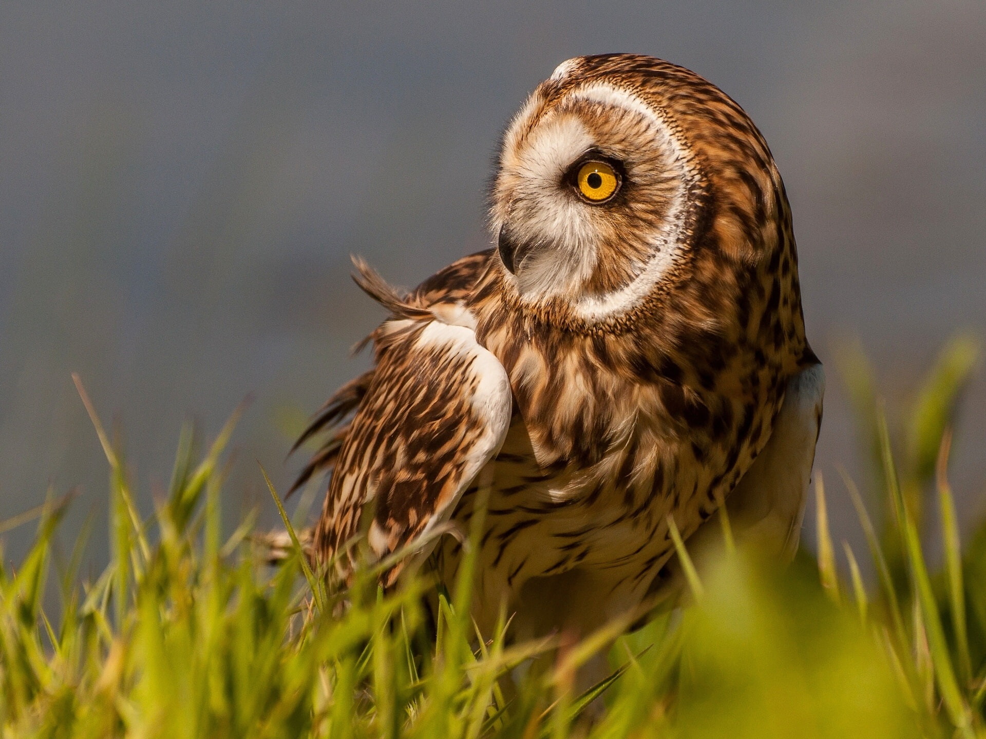 brown, 1080P, Owl, Bird, Marsh, Grass, HD Wallpaper