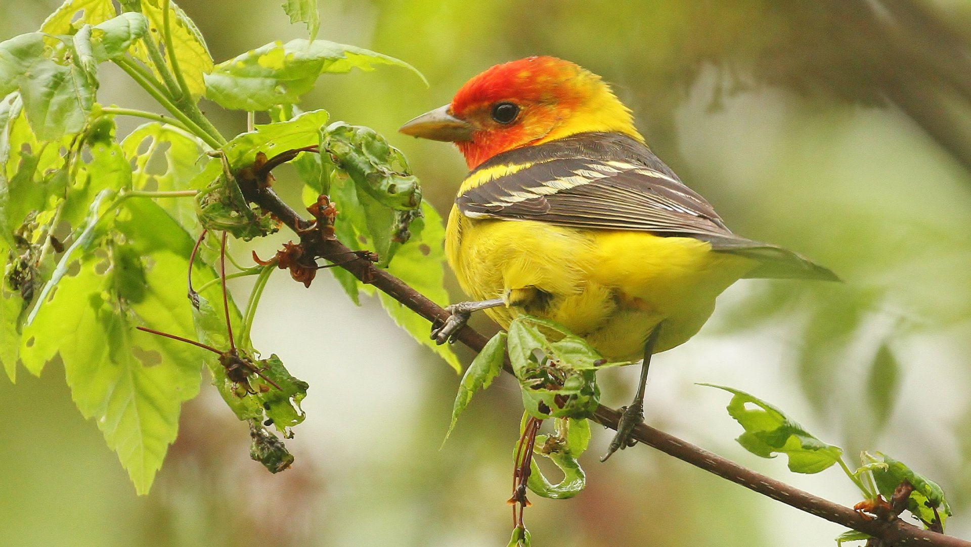 one animal, parrot, yellow, Animal, outdoors, leaf, vertebrate, multi colored, rainforest, Western Tanager, parakeet, plant part, Birds, tree, perching, HD Wallpaper