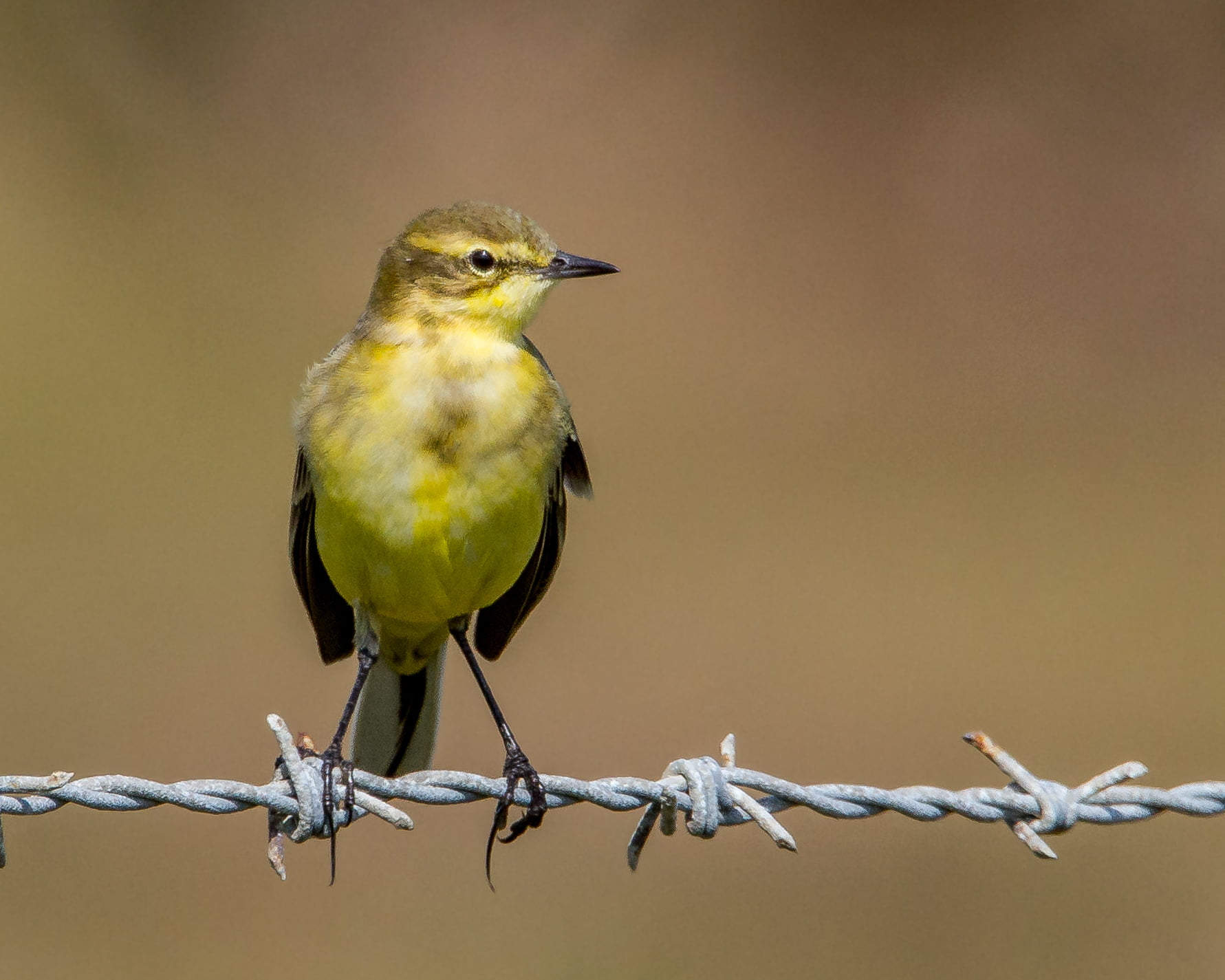 wildlife, 720P, EXPLORE, beak, yellow, Yellow Wagtail, animal, close, close up, feather, black, black bird, bird, Hampshire, photo, nature, wagtail, HD Wallpaper
