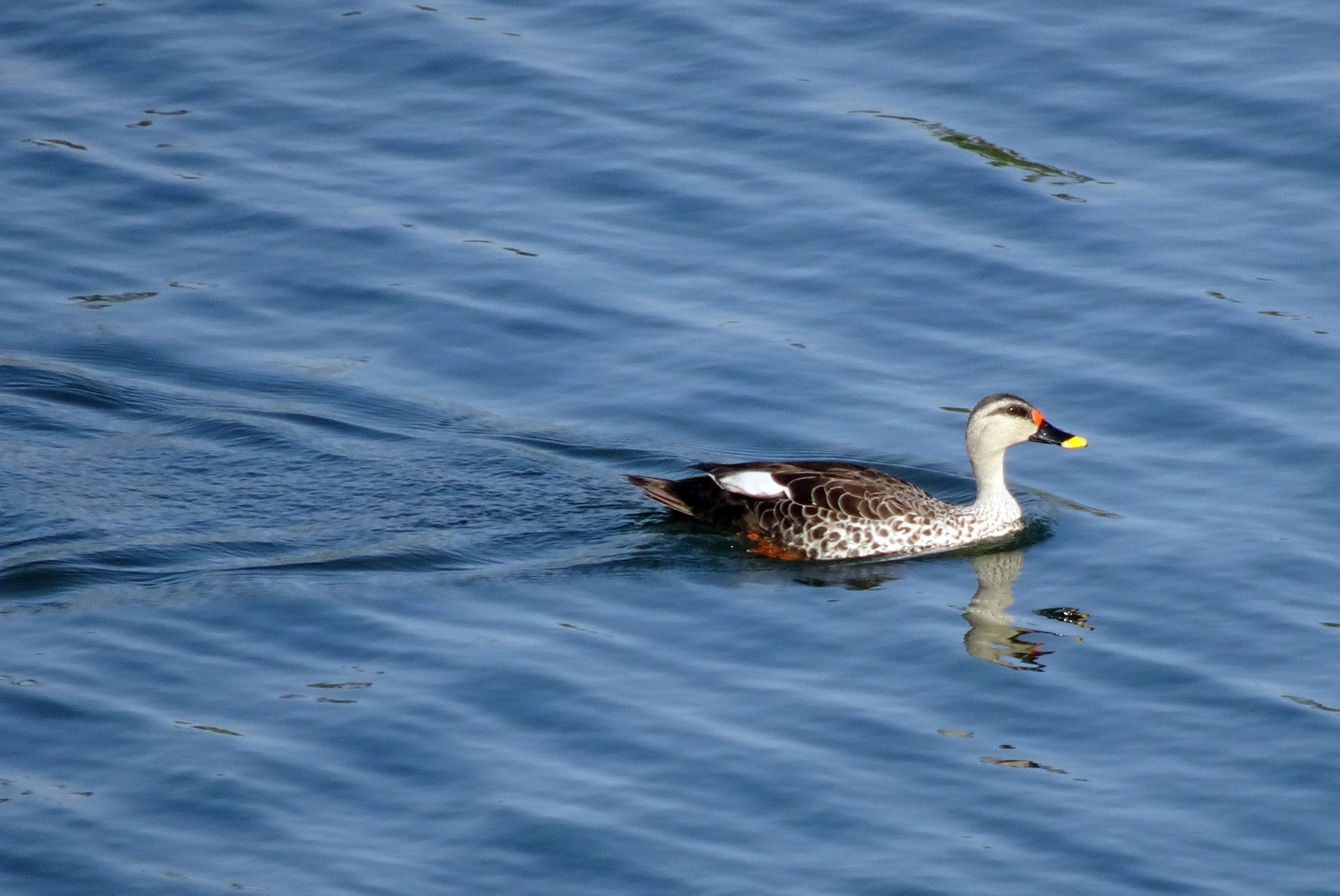 spot-billed duck, swimming, duck, wildlife, no people, waterfront, floating on water, 2K, graceful, water, anas poecilorhyncha, india, lake, animal, lakeside, HD Wallpaper