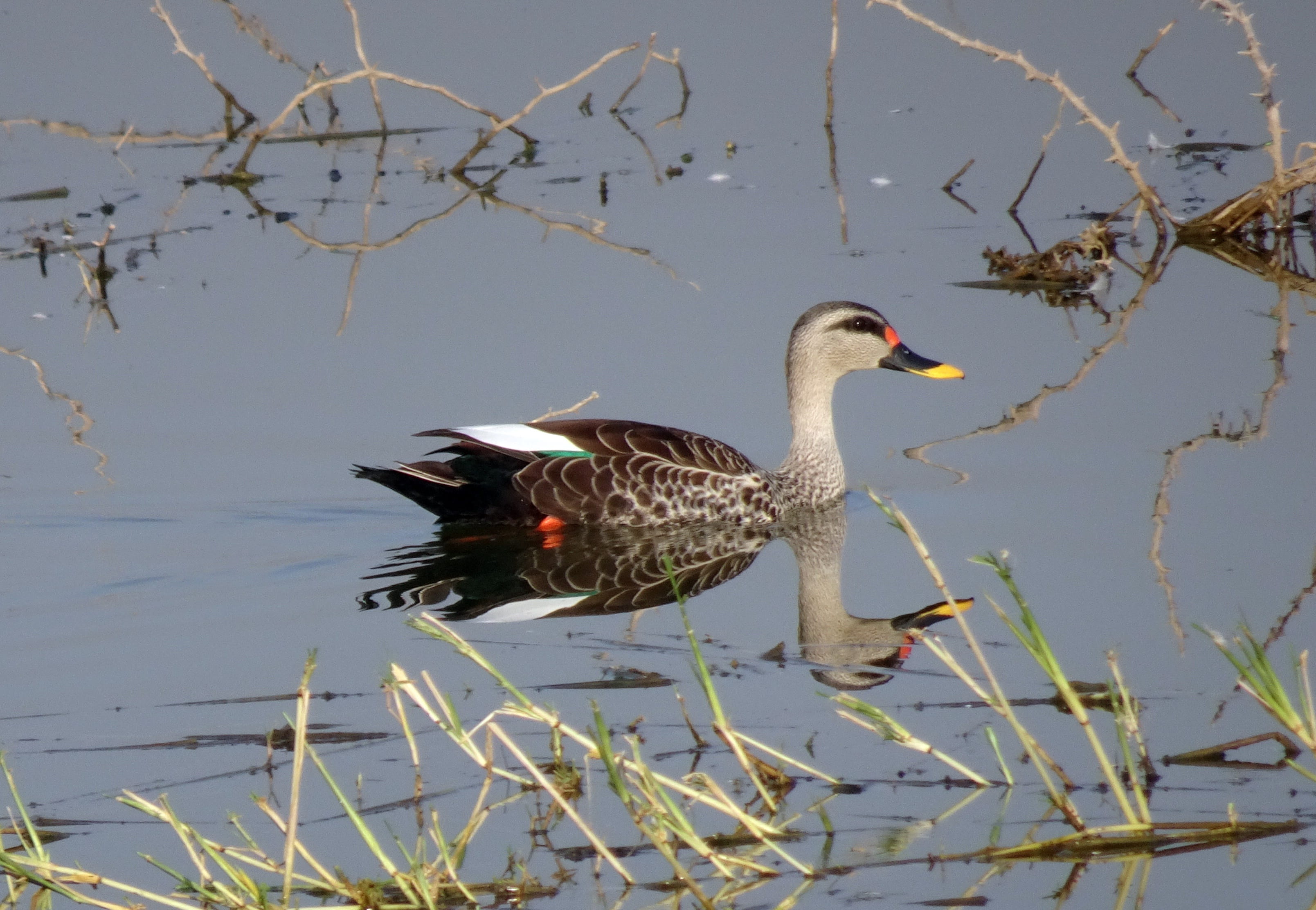 reflection, one animal, bird, 2K, poultry, animal, peaceful, india, spot-billed duck, lake, animal family, wildlife, animal themes, swimming, waterfront, HD Wallpaper