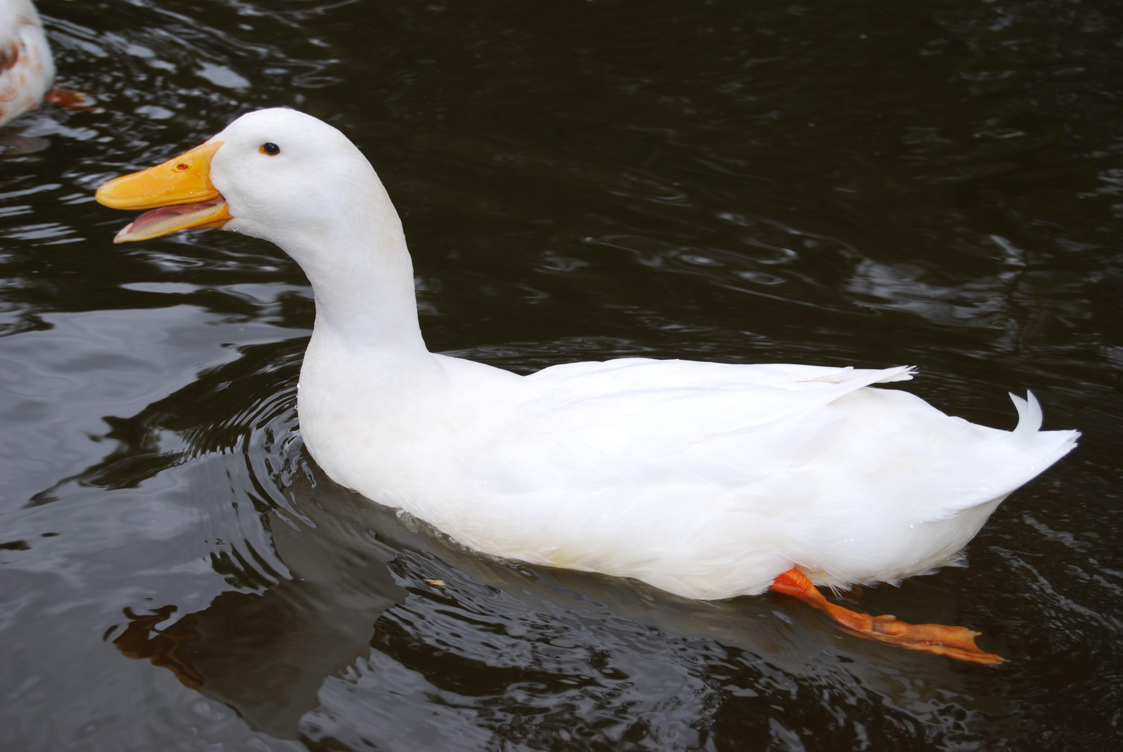 white, animal neck, white color, waterfowl, animal themes, high angle view, one animal, animal, beak, water, nature, bird, feather, swimming Animal, White, HD Wallpaper