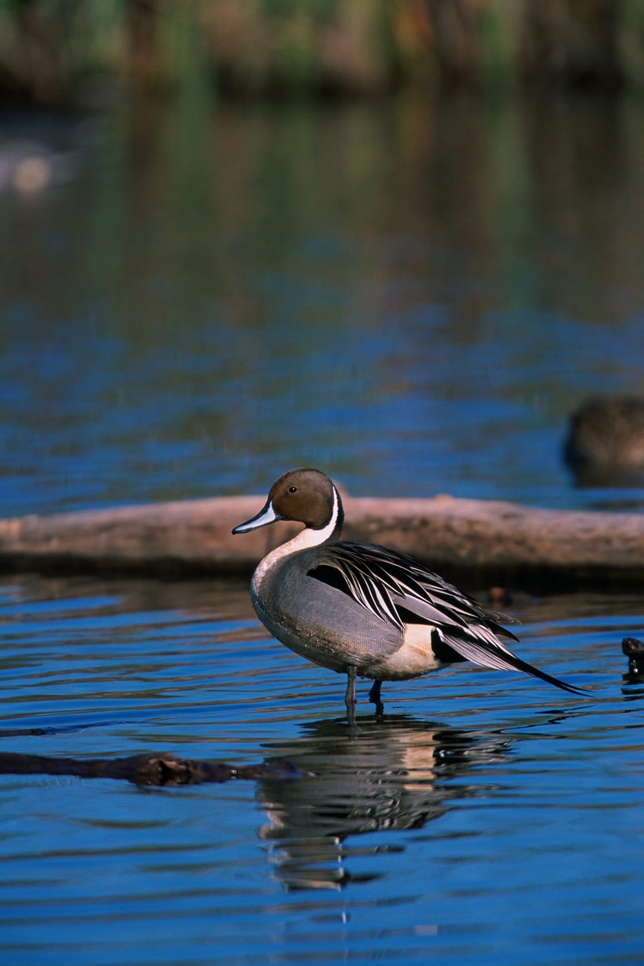 animal wildlife, landscape, day, animals in the wild, male, focus on foreground, swimming, standing, looking, scenic, water, northern pintail duck, no people, Phone HD Wallpaper