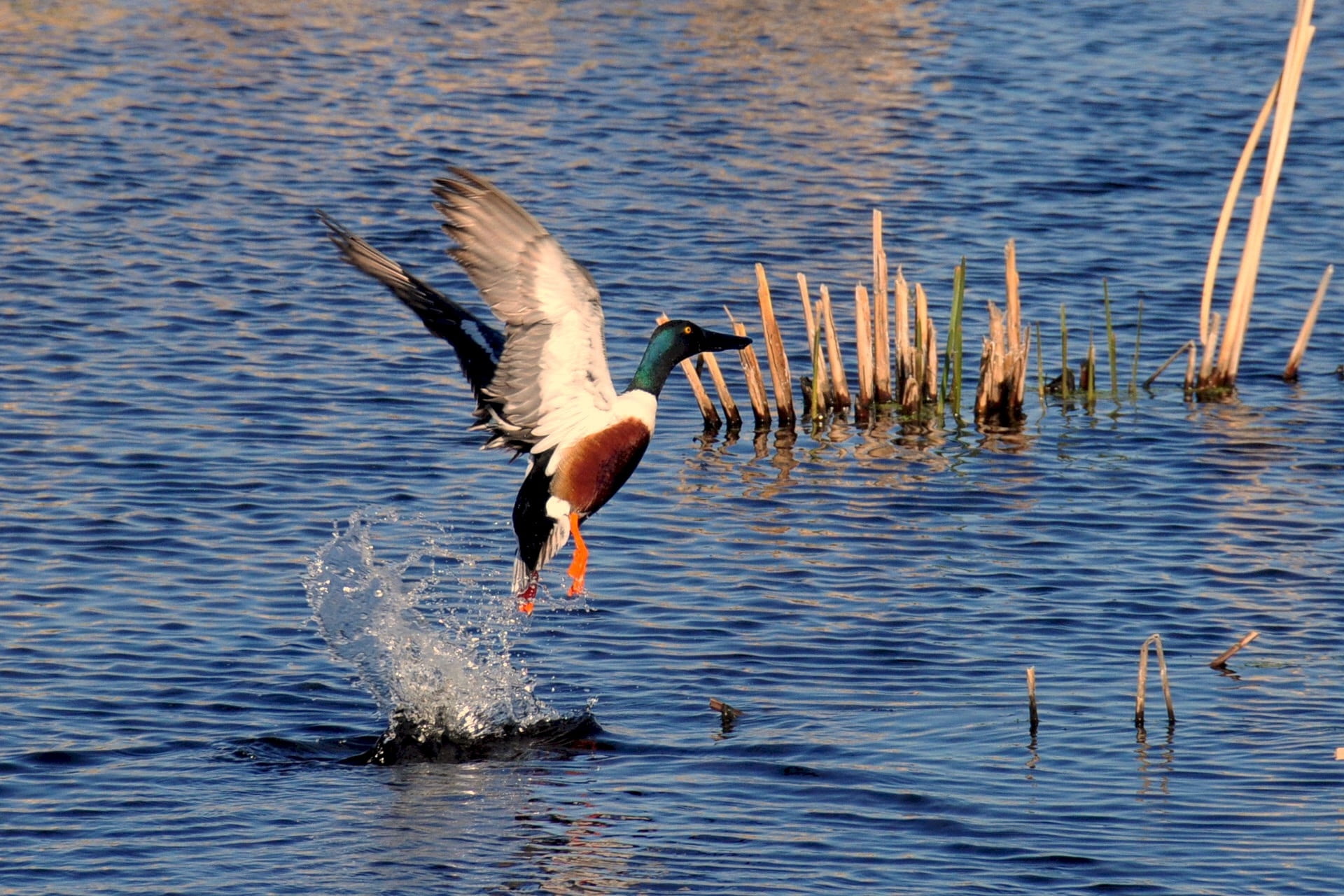 pond, waterfront, wildlife, waterfowl, water, animals In The Wild, animal, northern shoveler, outdoors, rippled, male, animal wildlife, beauty in nature, HD Wallpaper