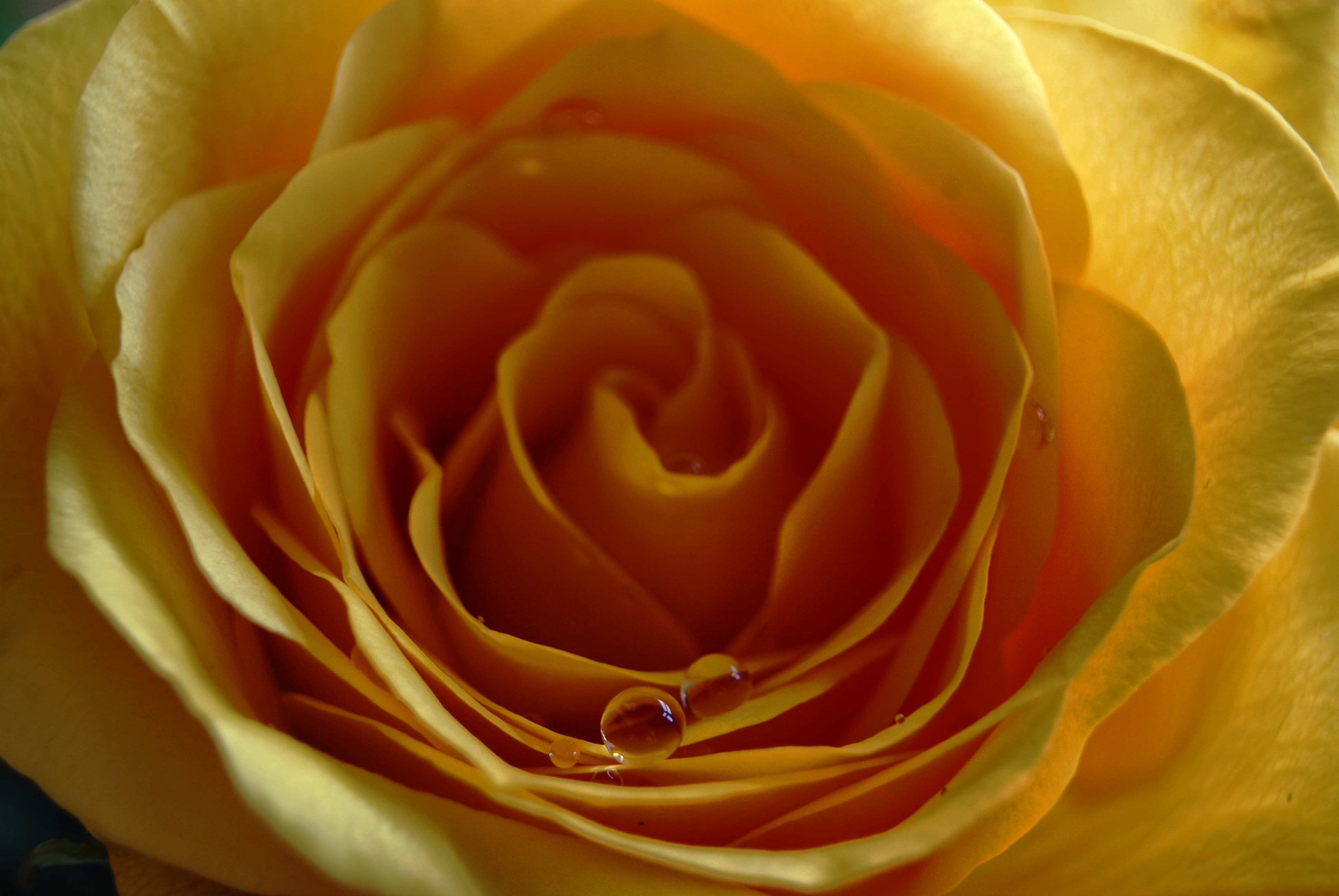 water drop, nature, plant, petals, freshness, vulnerability, close up, make a wish, 4K, flowering plant, outdoors, for you, close-up, macro, rose, rose - flower, HD Wallpaper