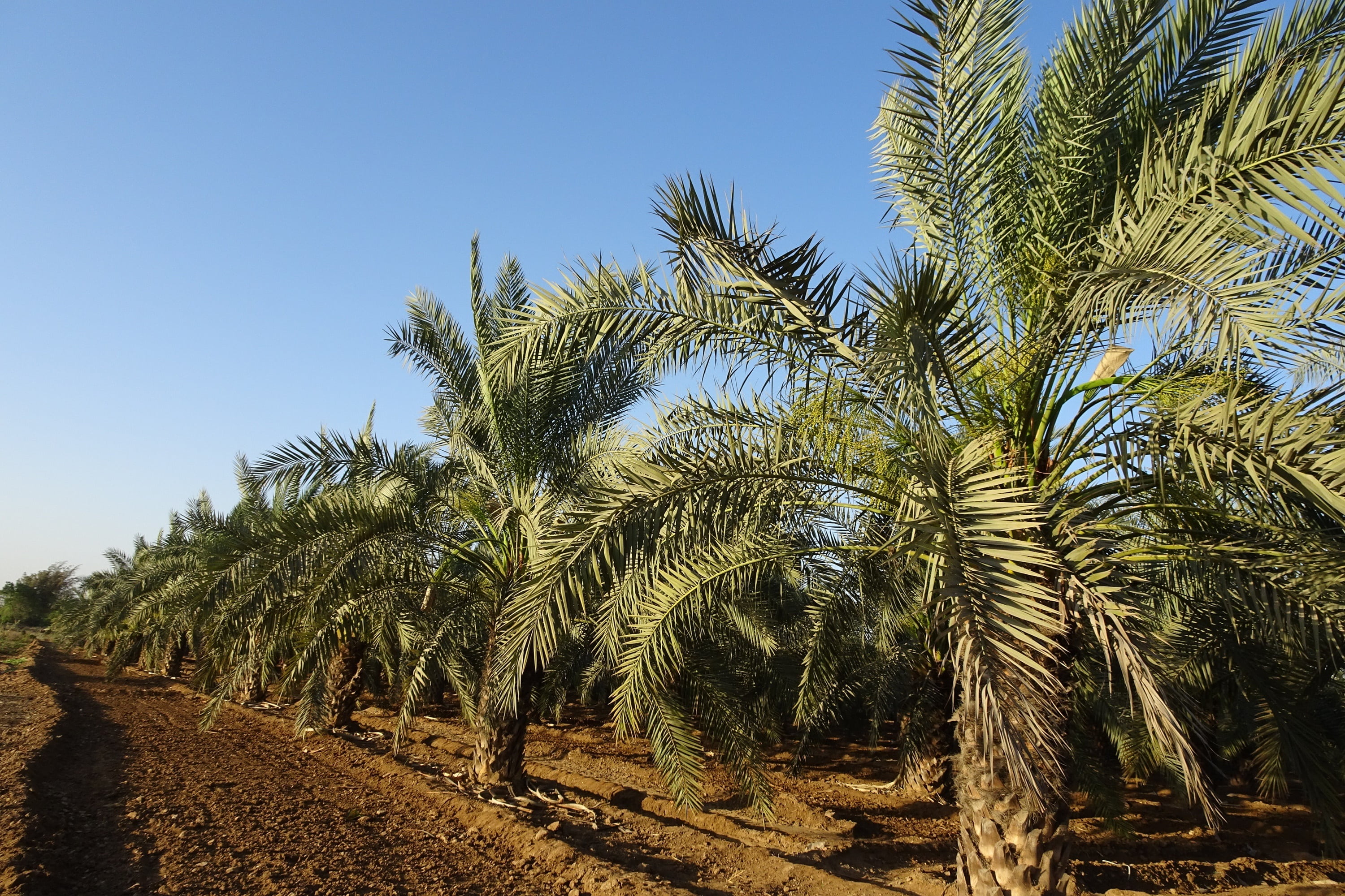 outdoors, gujarat, coconut palm tree, field, green color, tree, tropical tree, scenics - nature, sky, india, bhuj, 2K, landscape, beauty in nature, plantation, HD Wallpaper